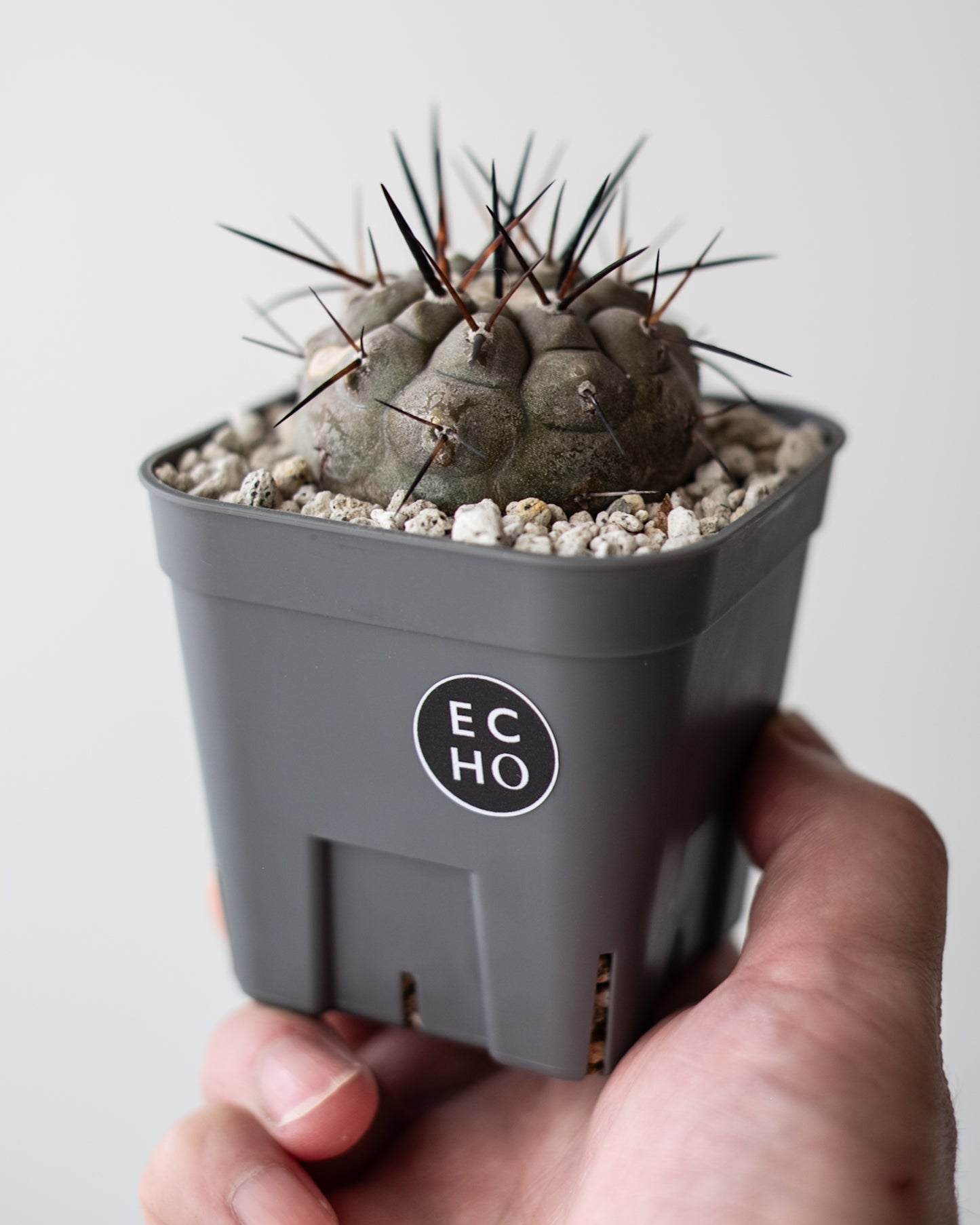 T様専用 Copiapoa  cinerea黒王丸 #3