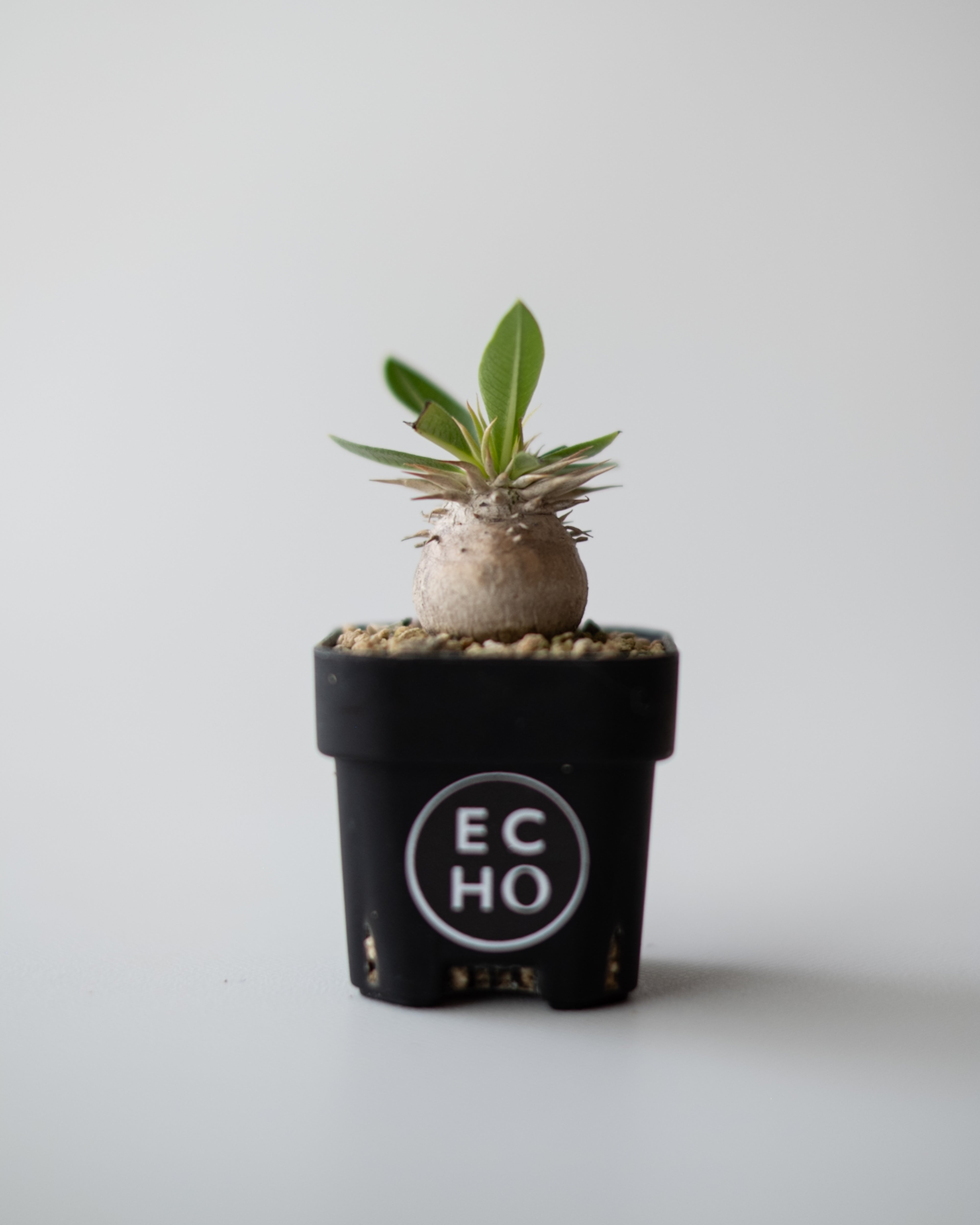 Pachypodium enigmaticum #2 – ECHO PLANTS