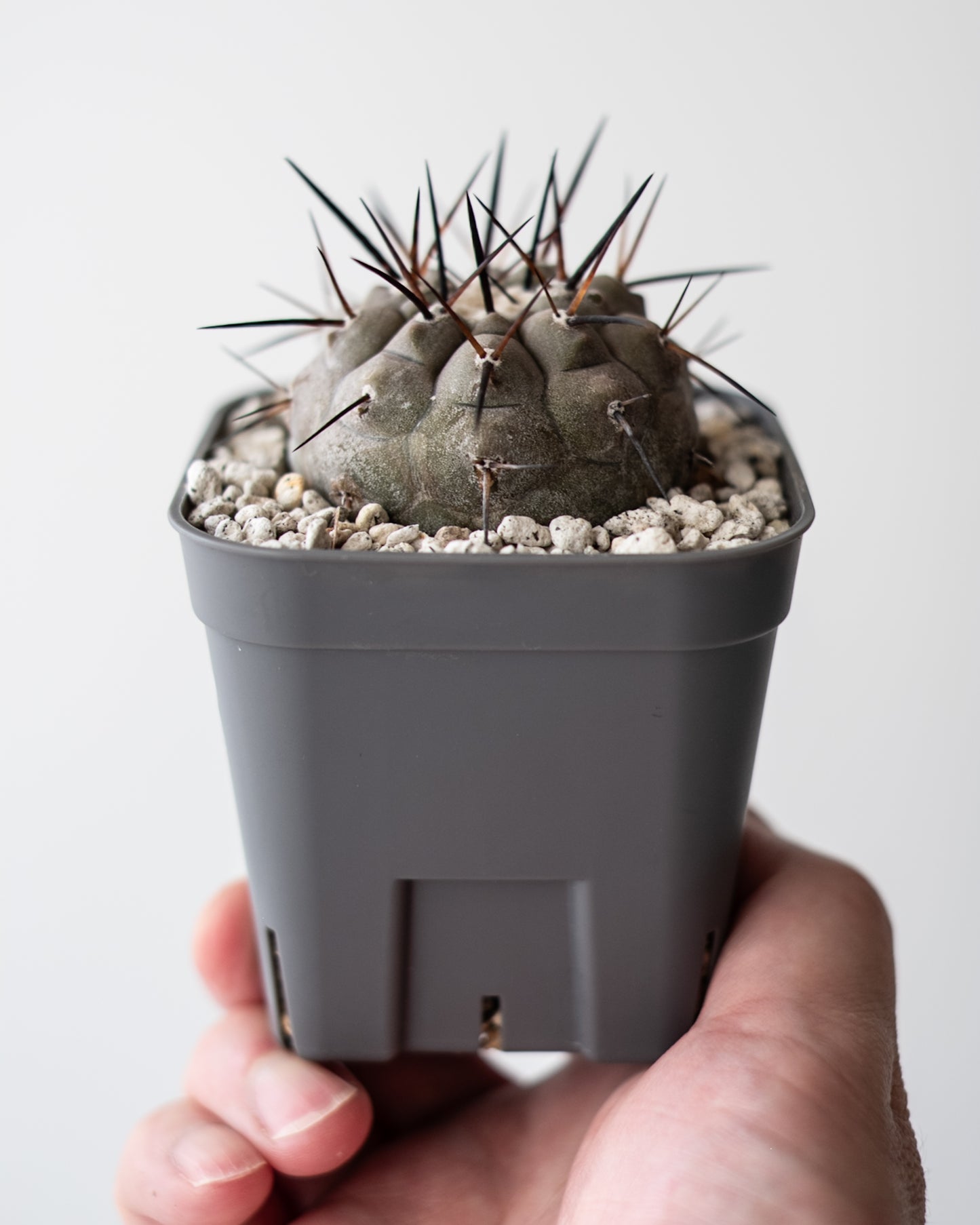 T様専用 Copiapoa  cinerea黒王丸 #3