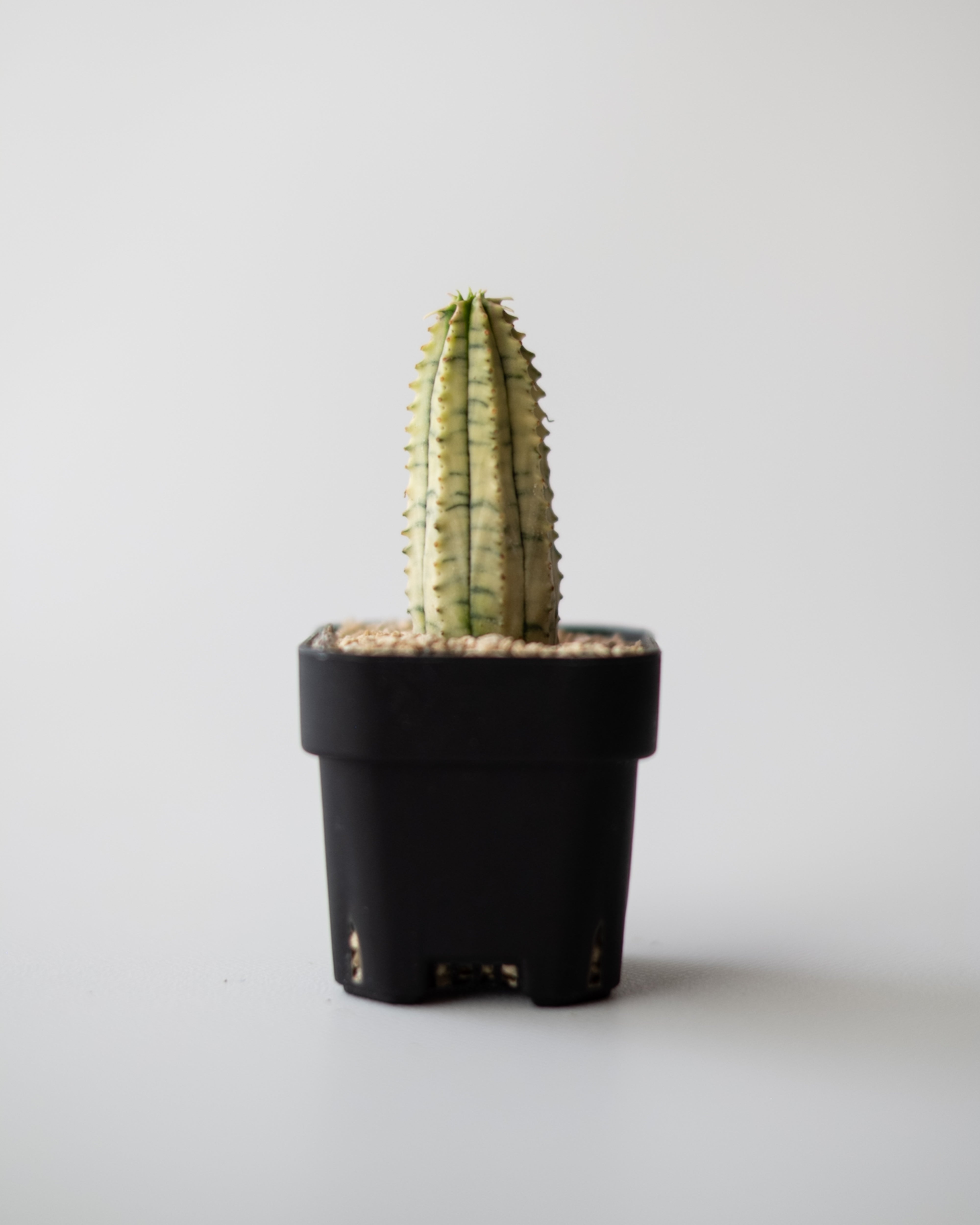 Euphorbia 魔紅キリン錦 #1 – ECHO PLANTS