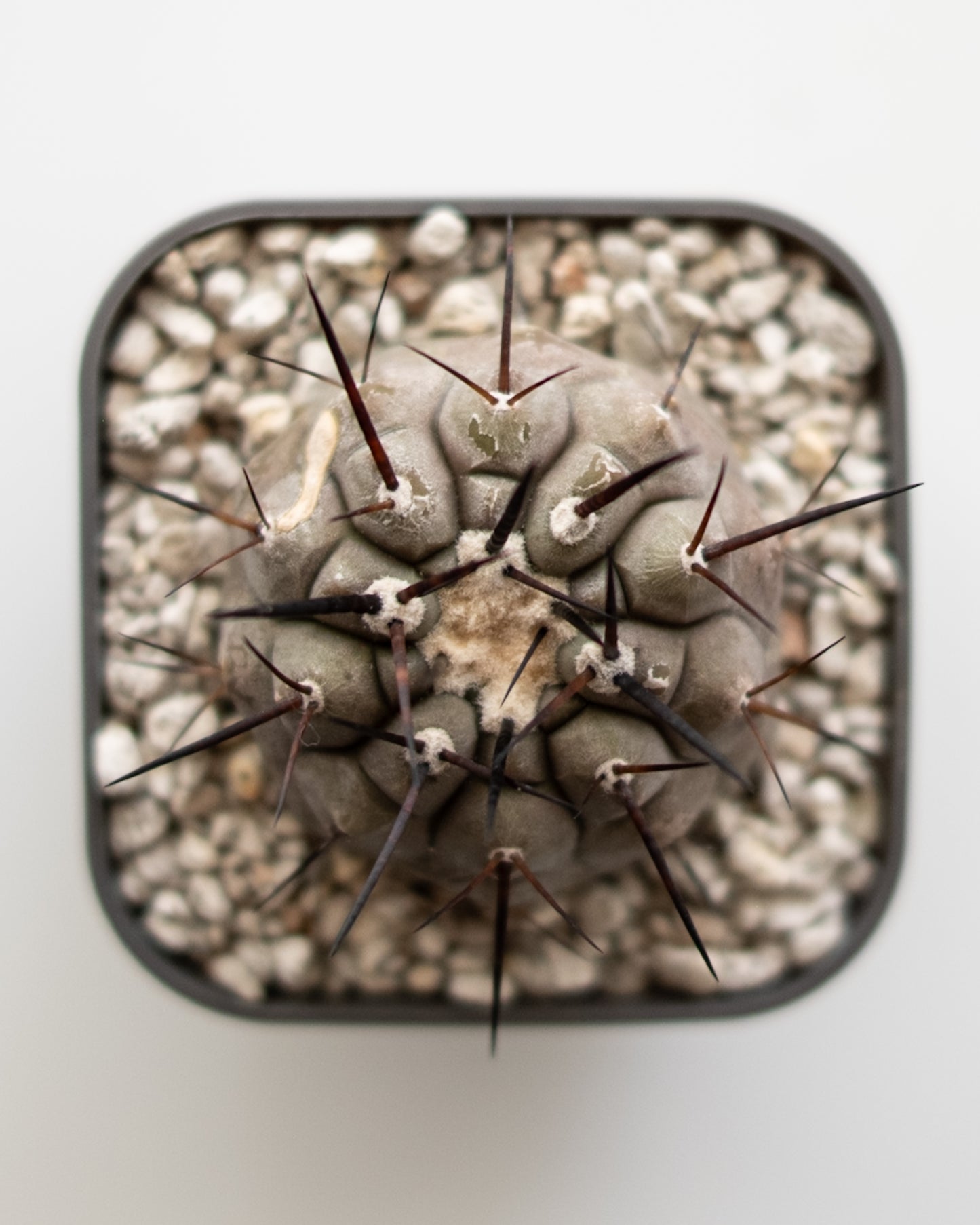 T様専用 Copiapoa  cinerea黒王丸 #3