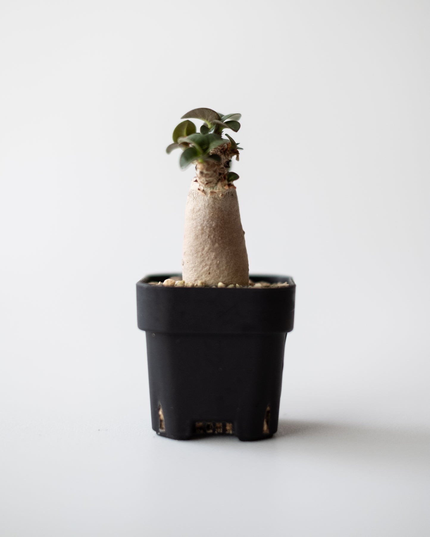 Adenium D.H.A #2