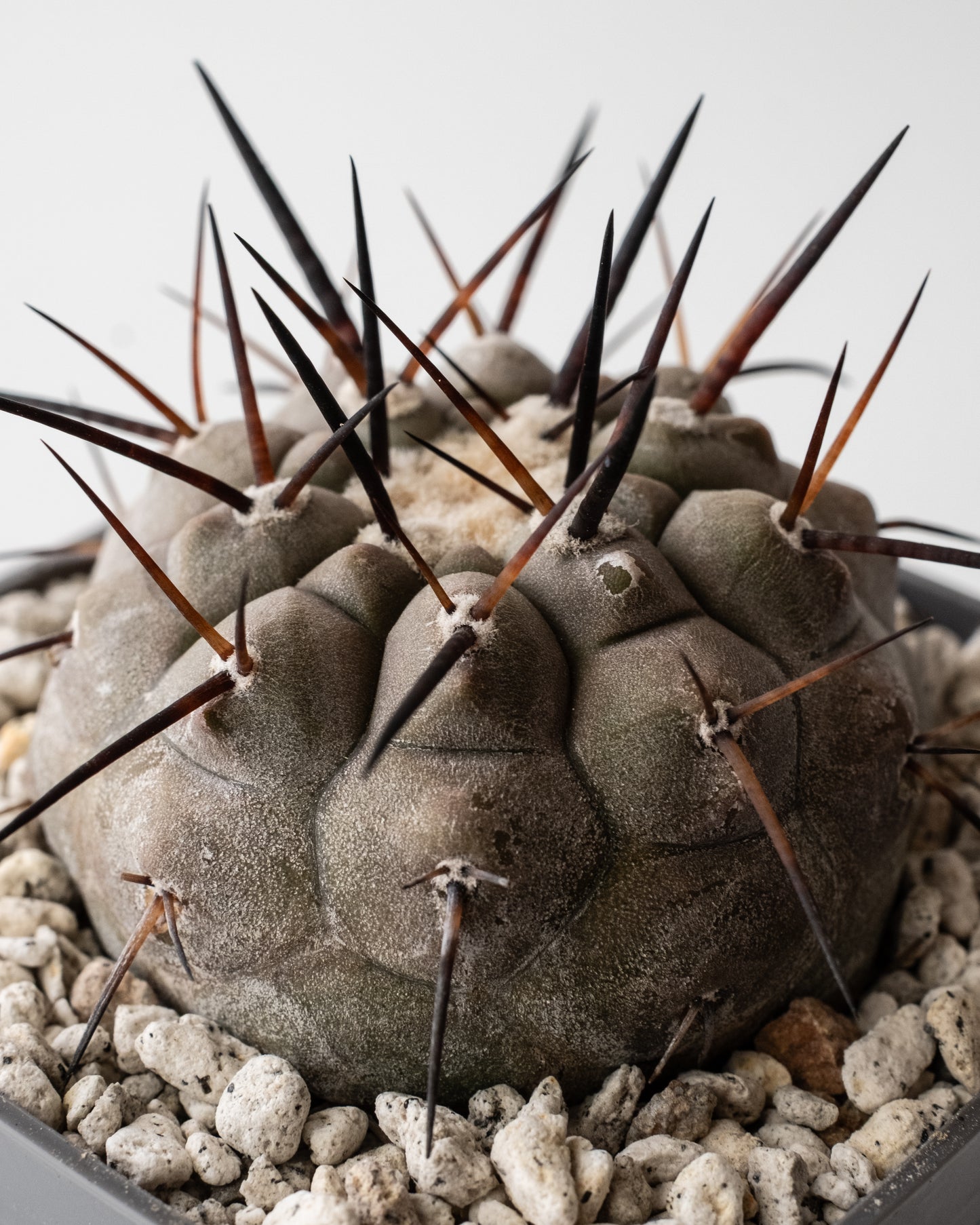 T様専用 Copiapoa  cinerea黒王丸 #3