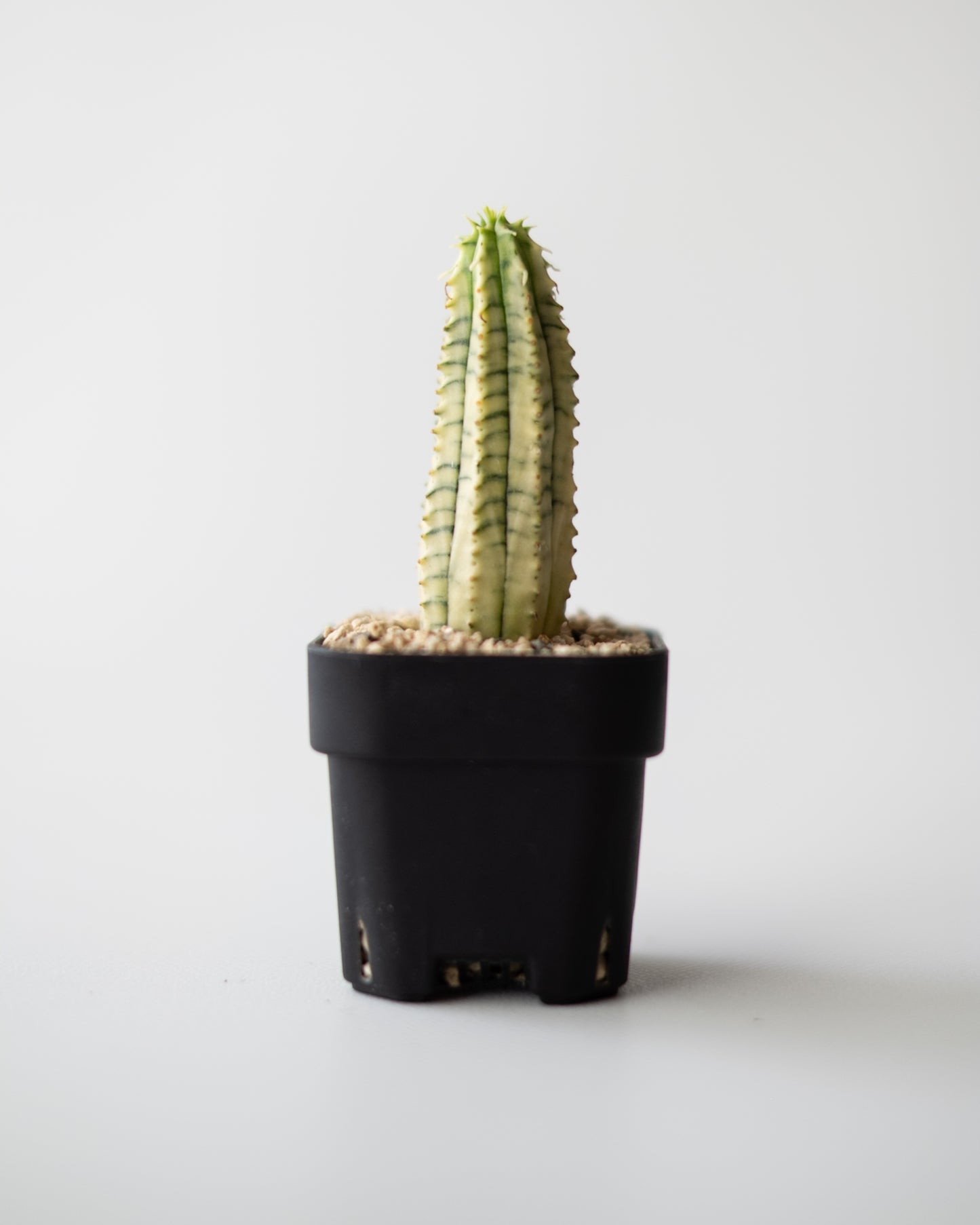Euphorbia 魔紅キリン錦 #2