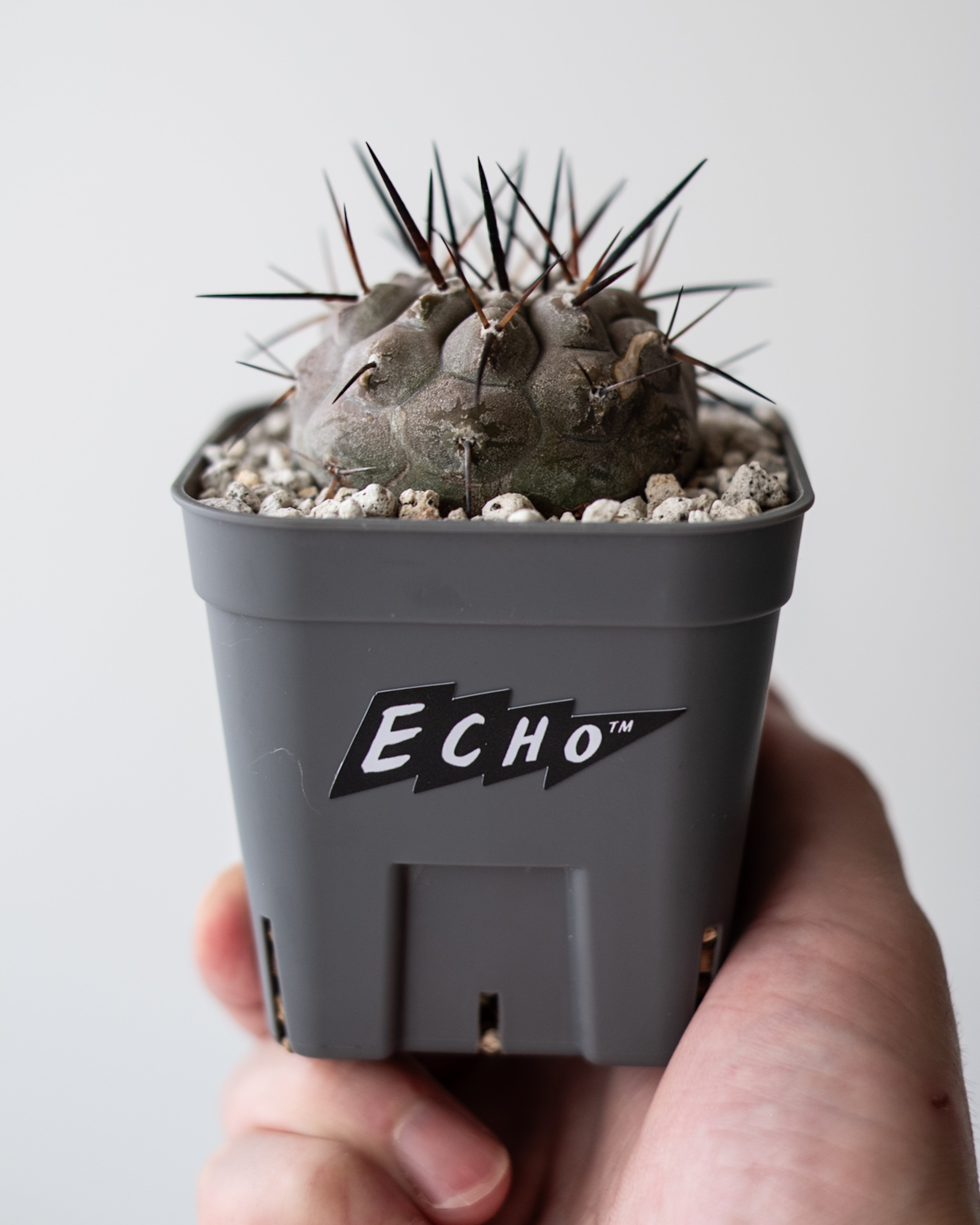 Copiapoa cinerea黒王丸 #3 – ECHO PLANTS