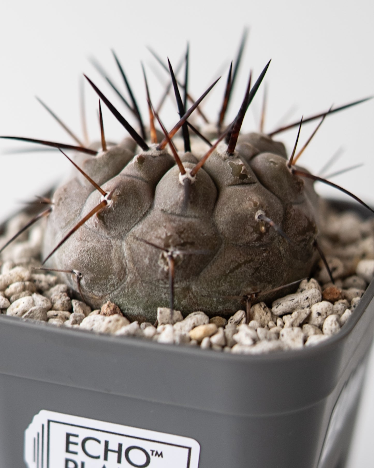 T様専用 Copiapoa  cinerea黒王丸 #3