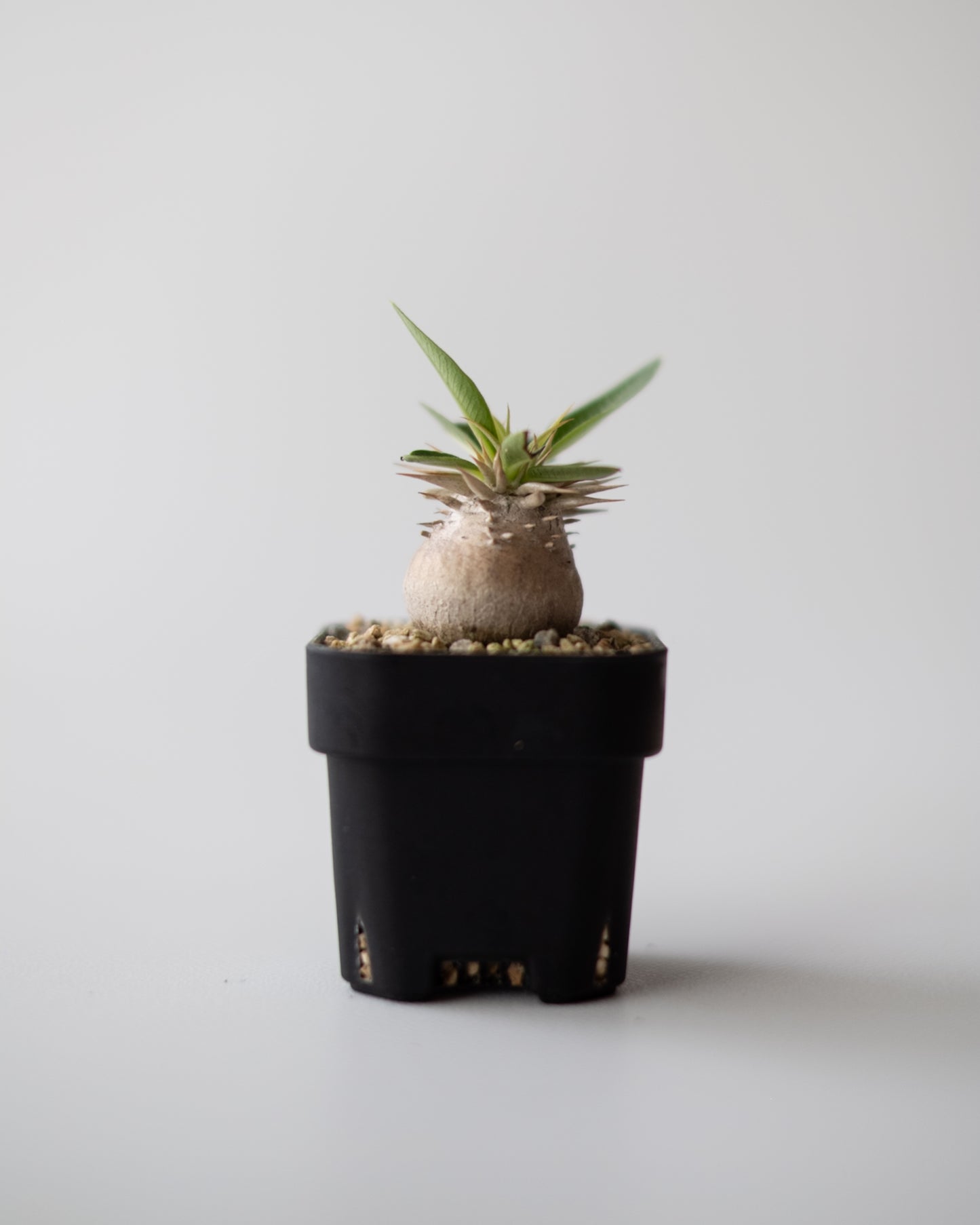Pachypodium enigmaticum #2