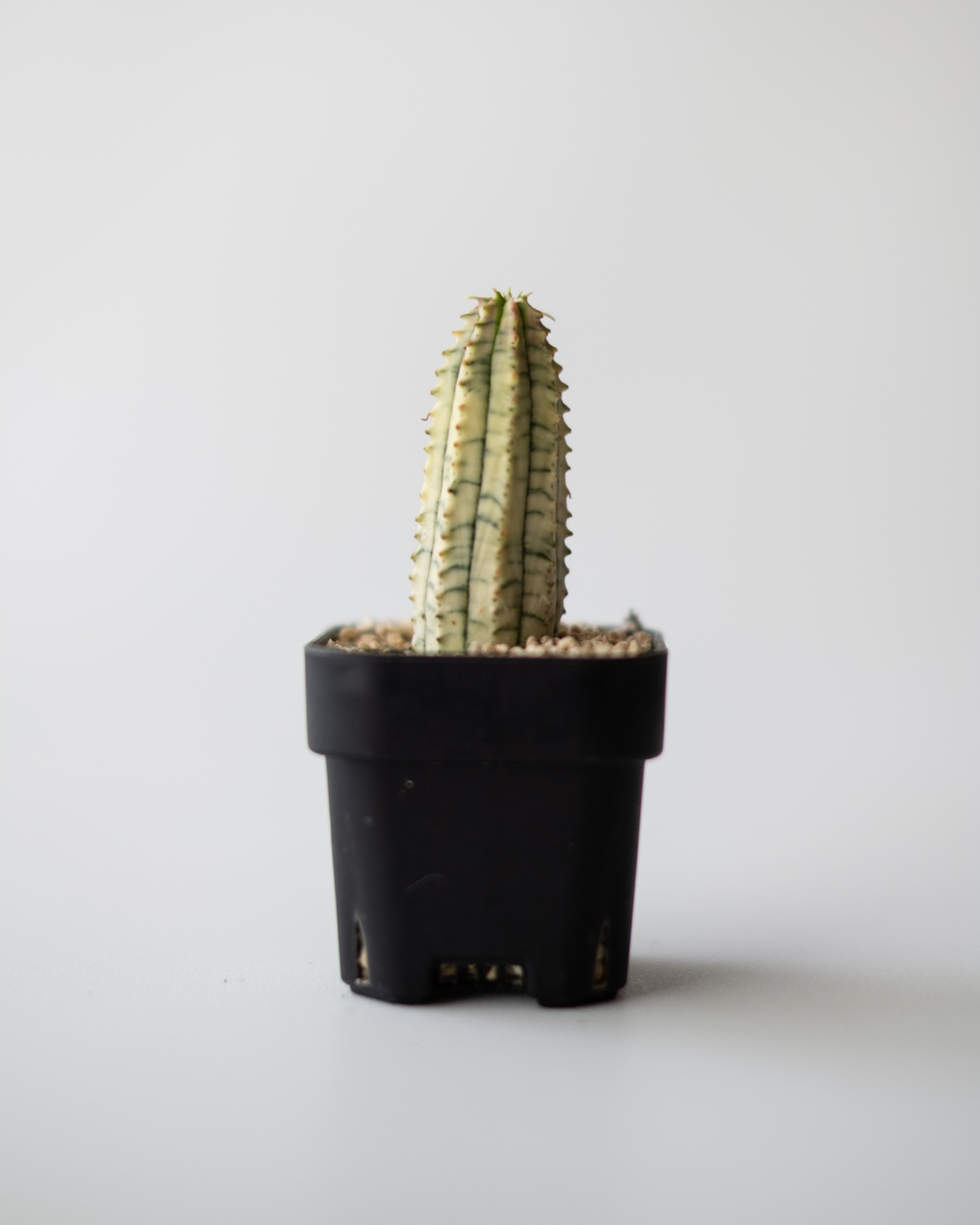 Euphorbia 魔紅キリン錦 #1 – ECHO PLANTS