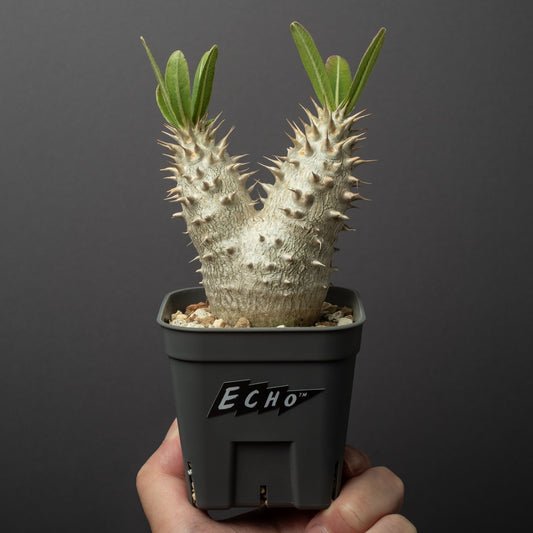 Pachypodium rosulatum var. eburneum hybrid