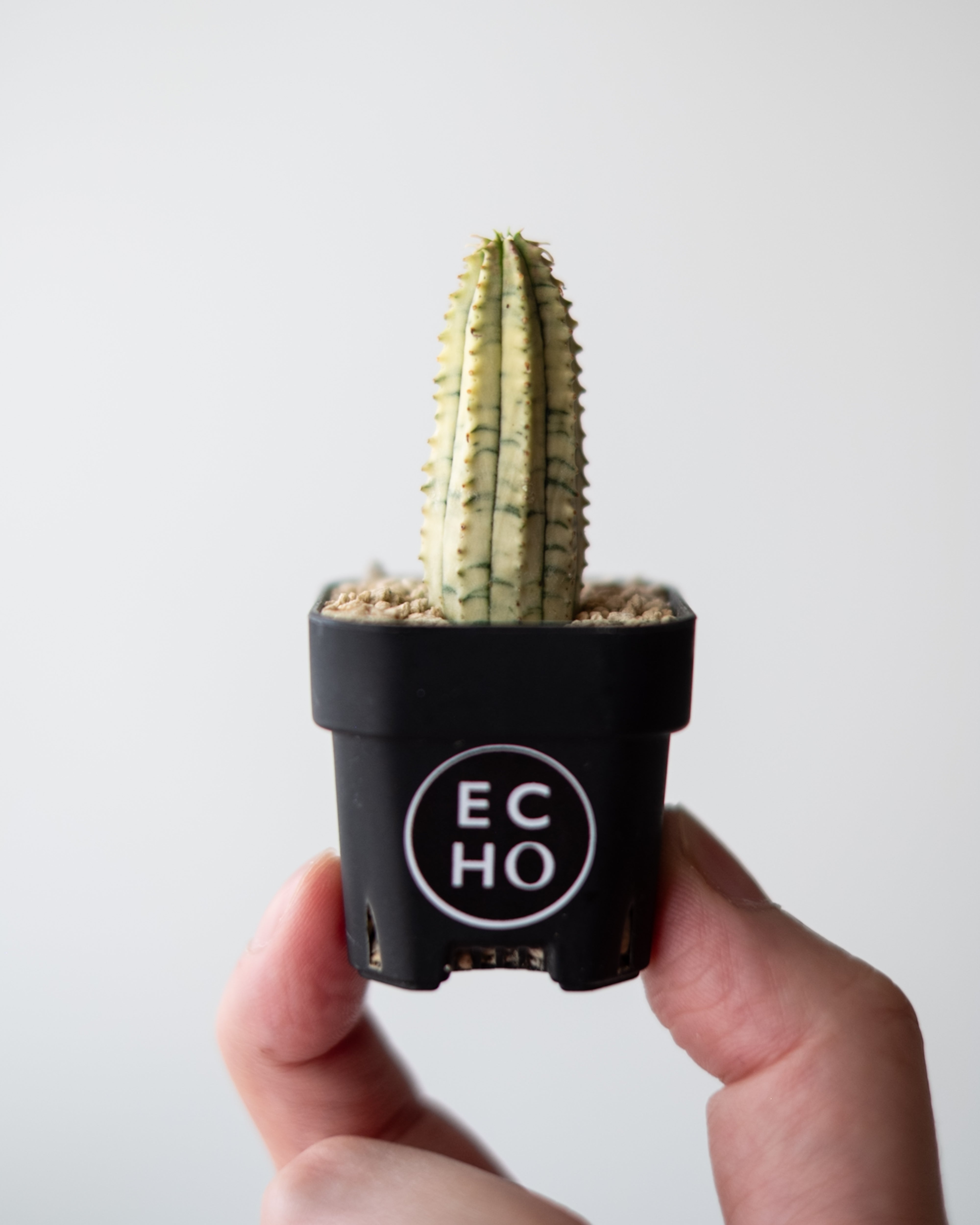 Euphorbia 魔紅キリン錦 #1 – ECHO PLANTS