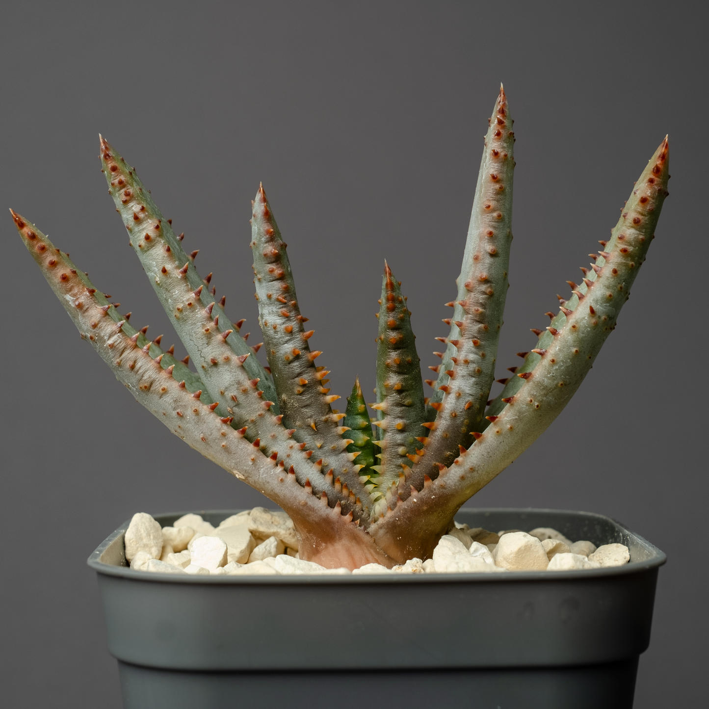 Aloe compressa var. schistophila