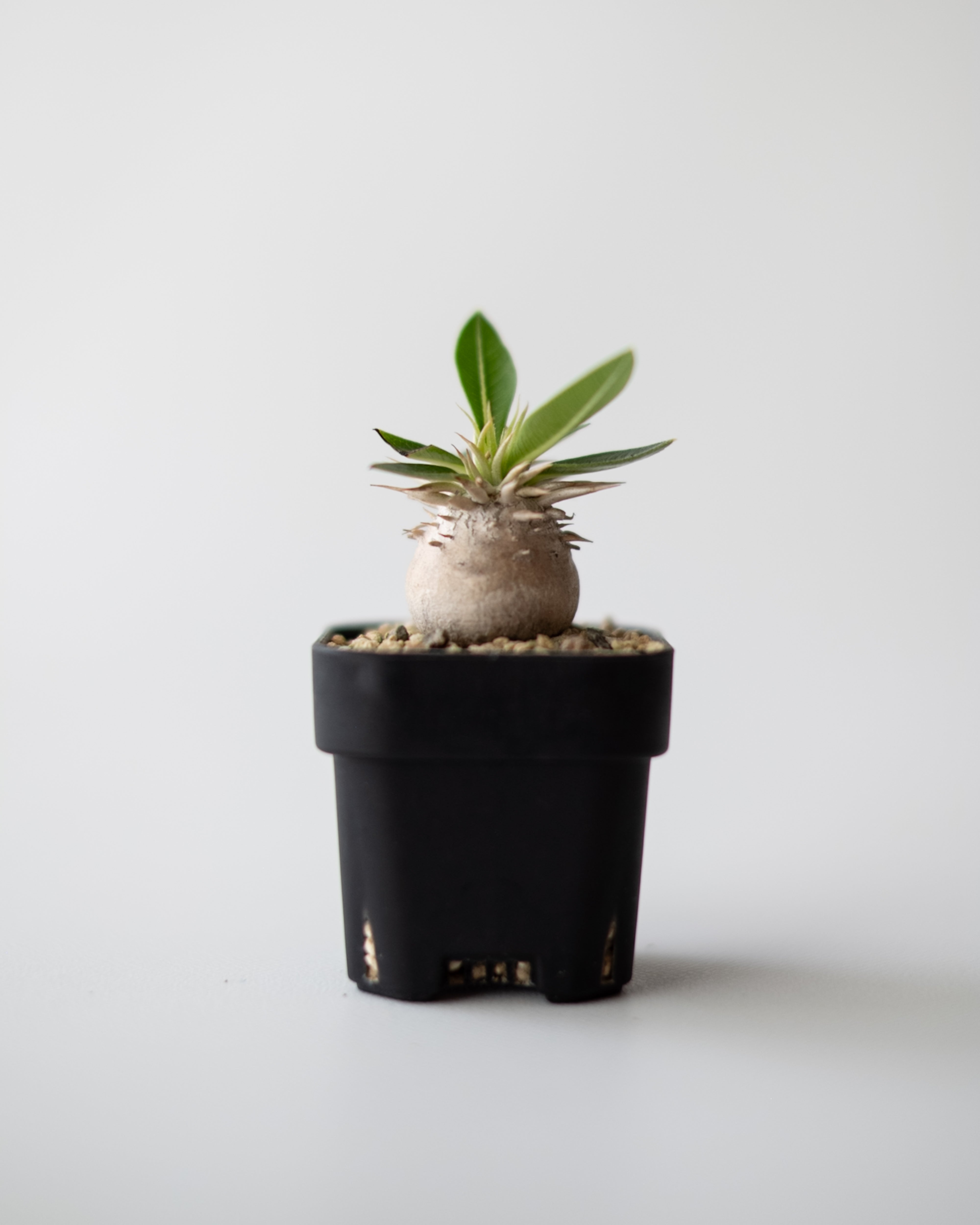 Pachypodium enigmaticum #2 – ECHO PLANTS
