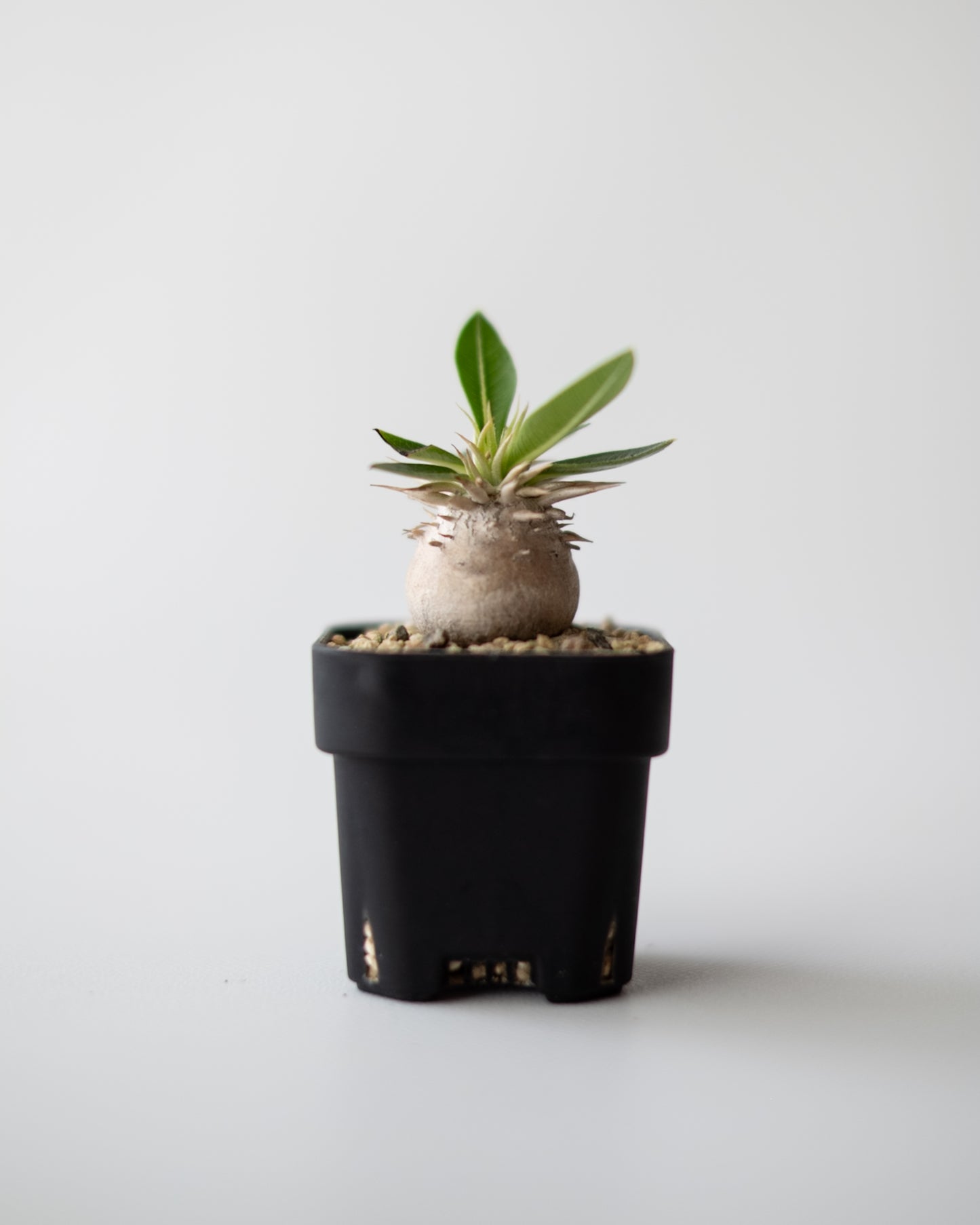 Pachypodium enigmaticum #2