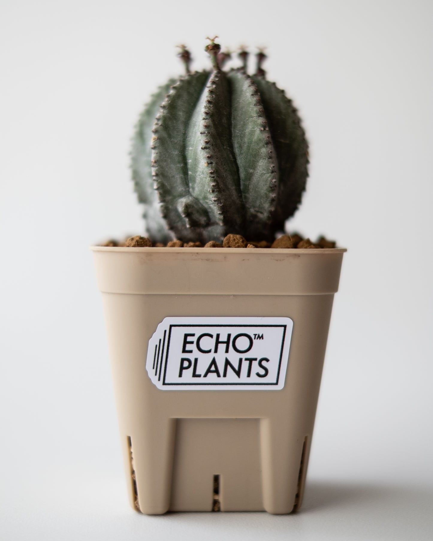 Euphorbia hyb. ホリダ梵天