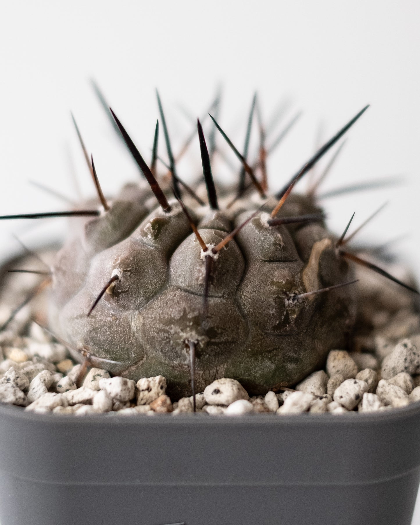 T様専用 Copiapoa  cinerea黒王丸 #3