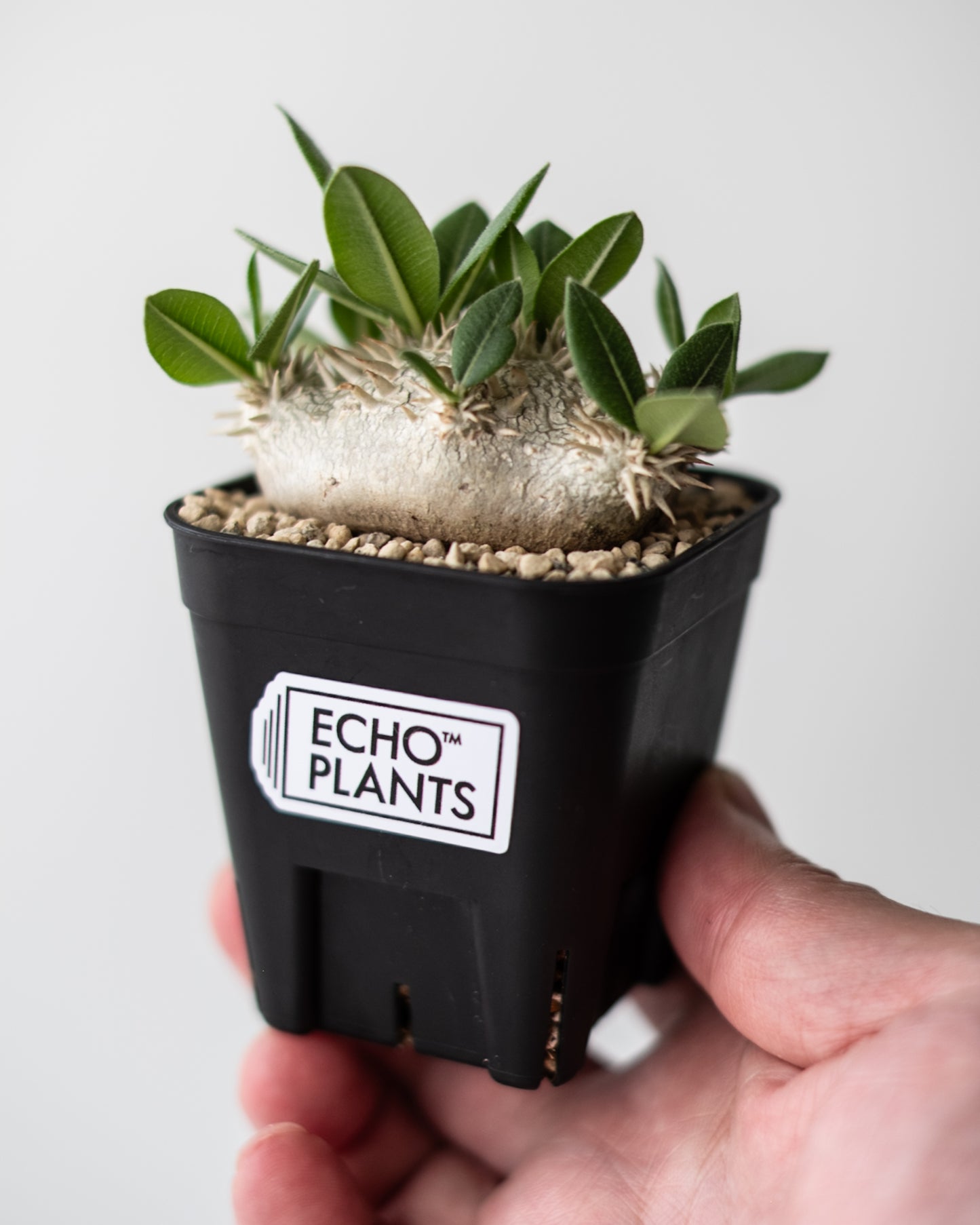 Pachypodium brevicaule