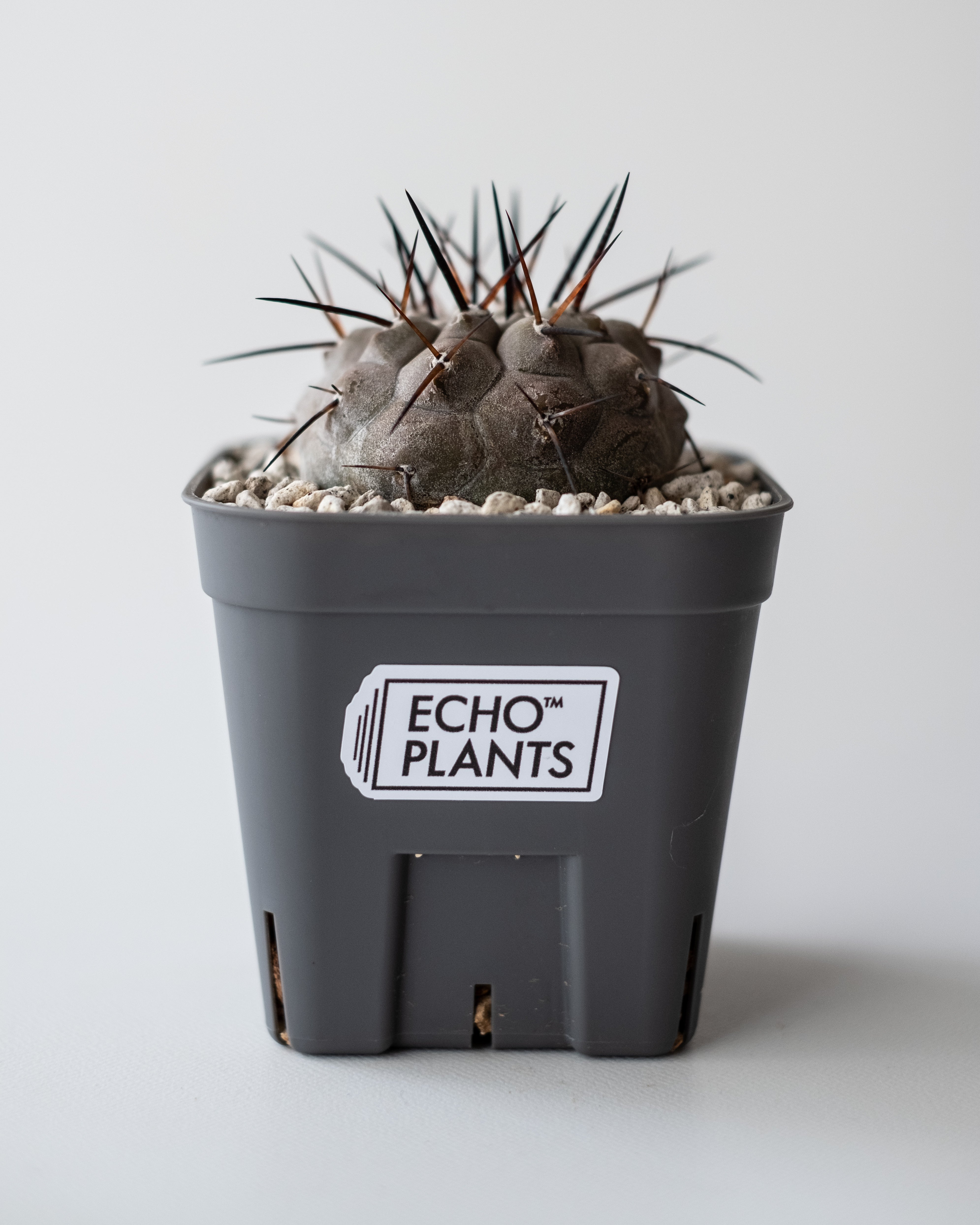 Copiapoa cinerea黒王丸 #3 – ECHO PLANTS