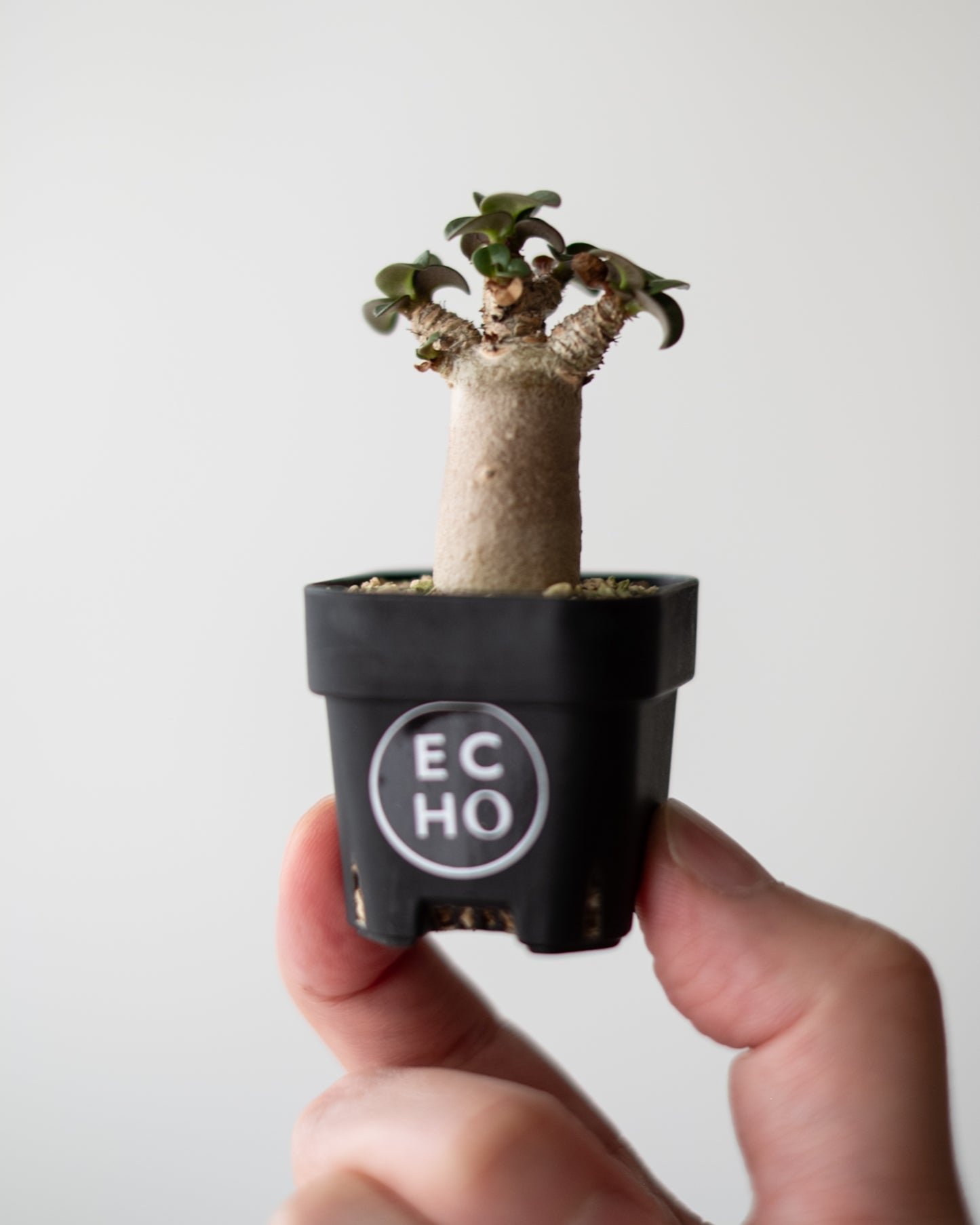 Adenium D.H.A #2