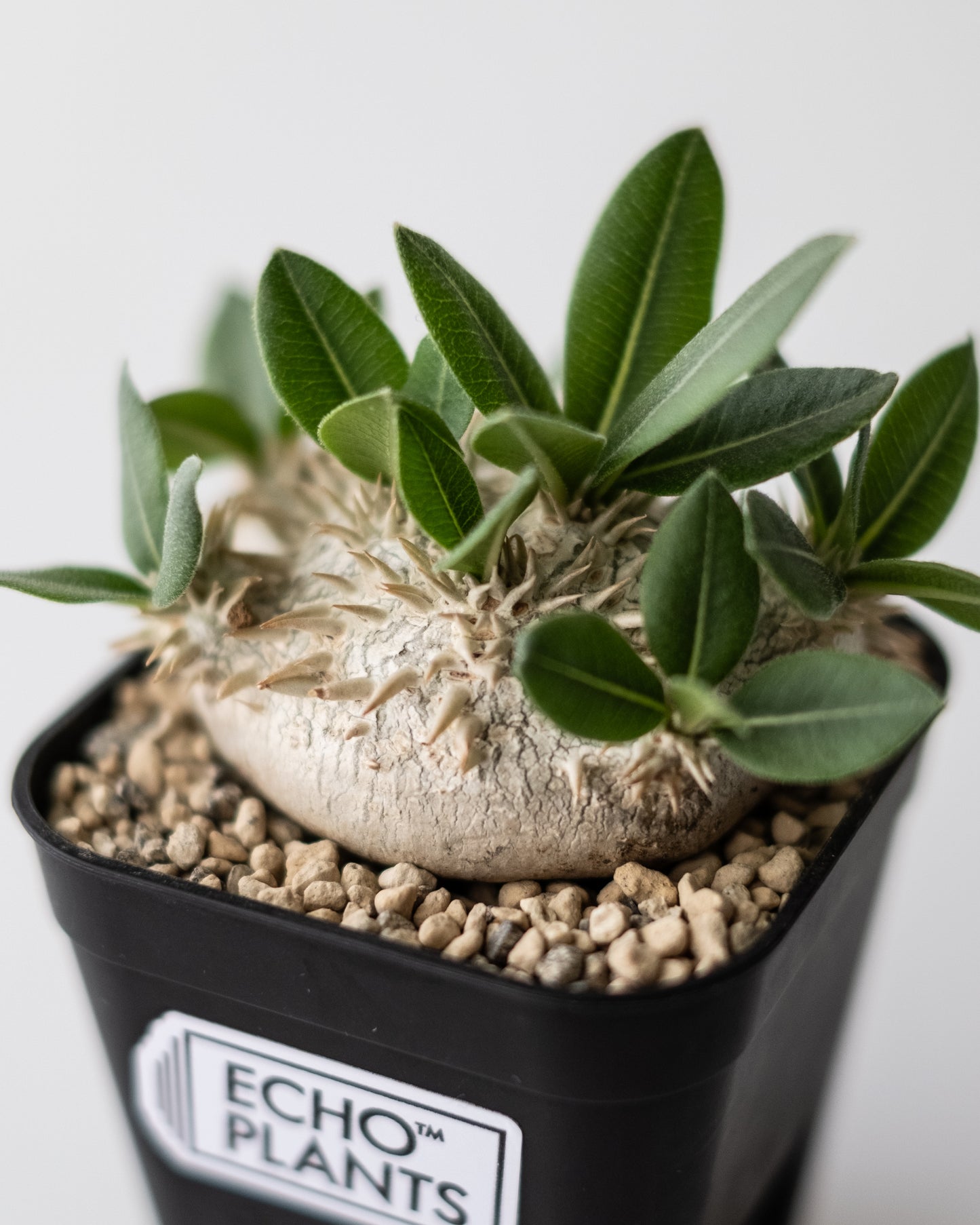 Pachypodium brevicaule