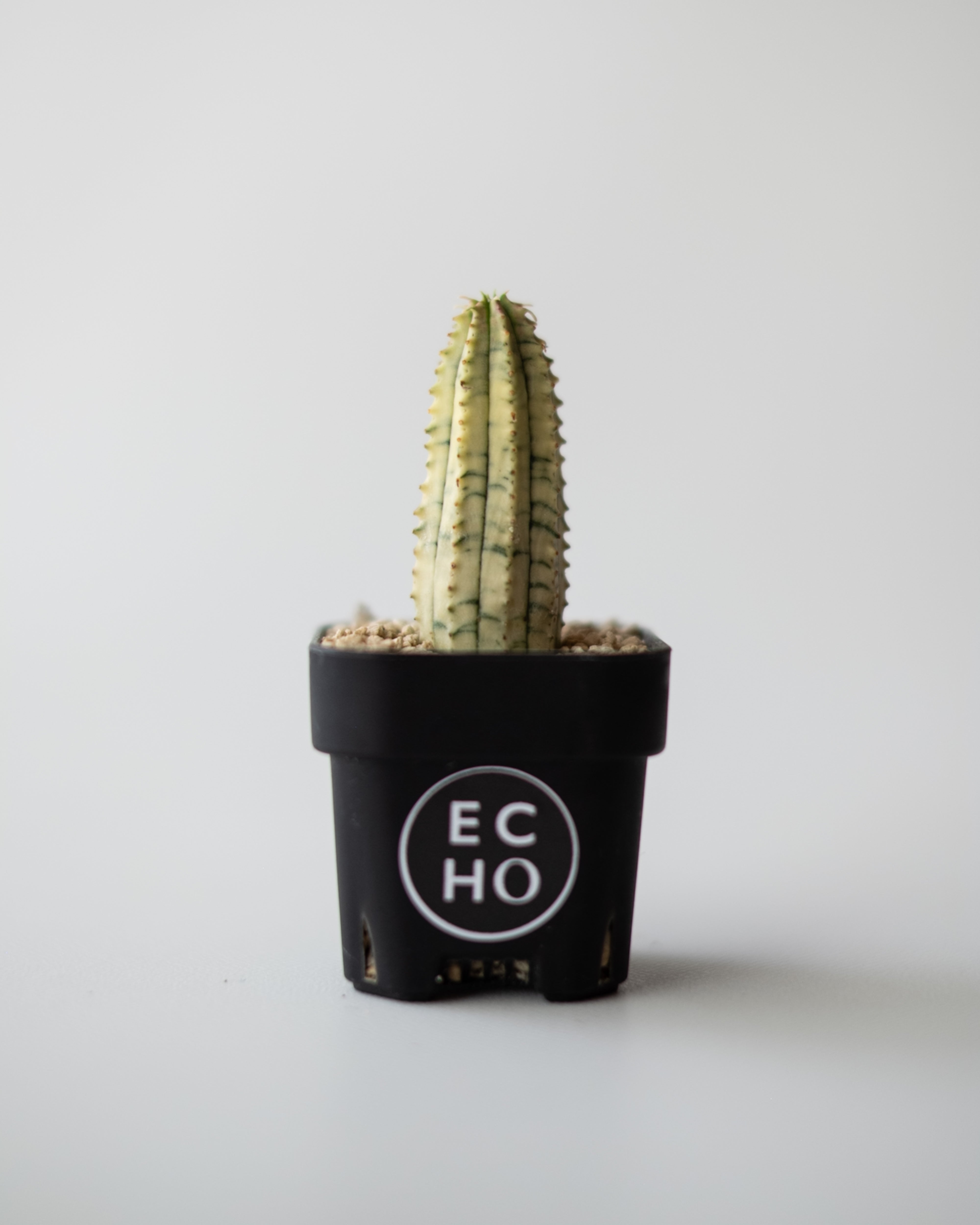 Euphorbia 魔紅キリン錦 #1 – ECHO PLANTS