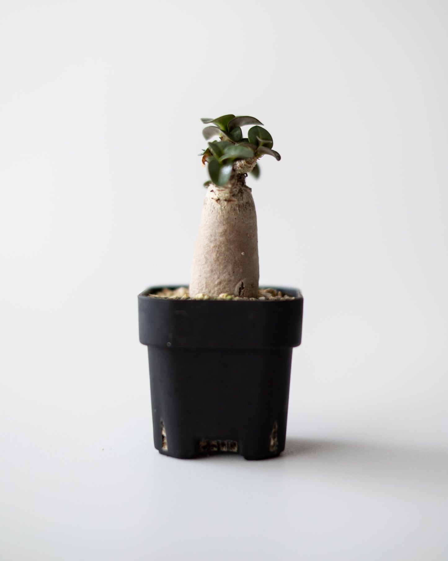 Adenium D.H.A #2