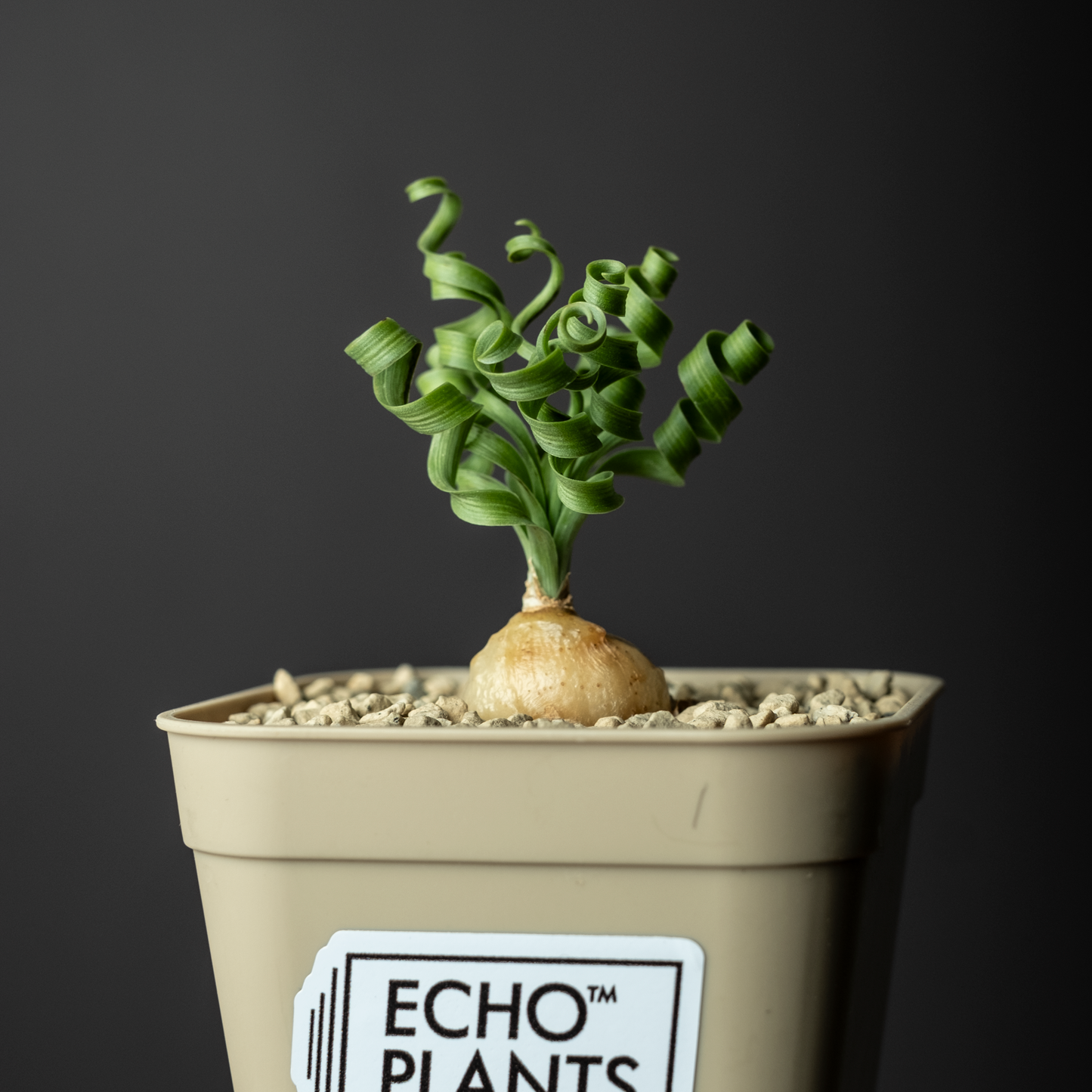 Albuca concordiana #1