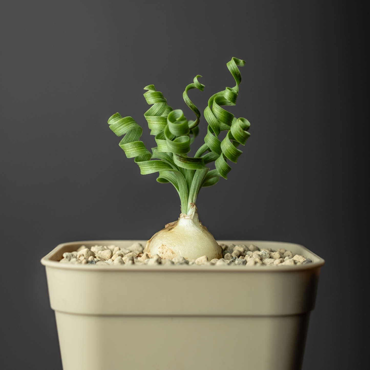 Albuca concordiana #1