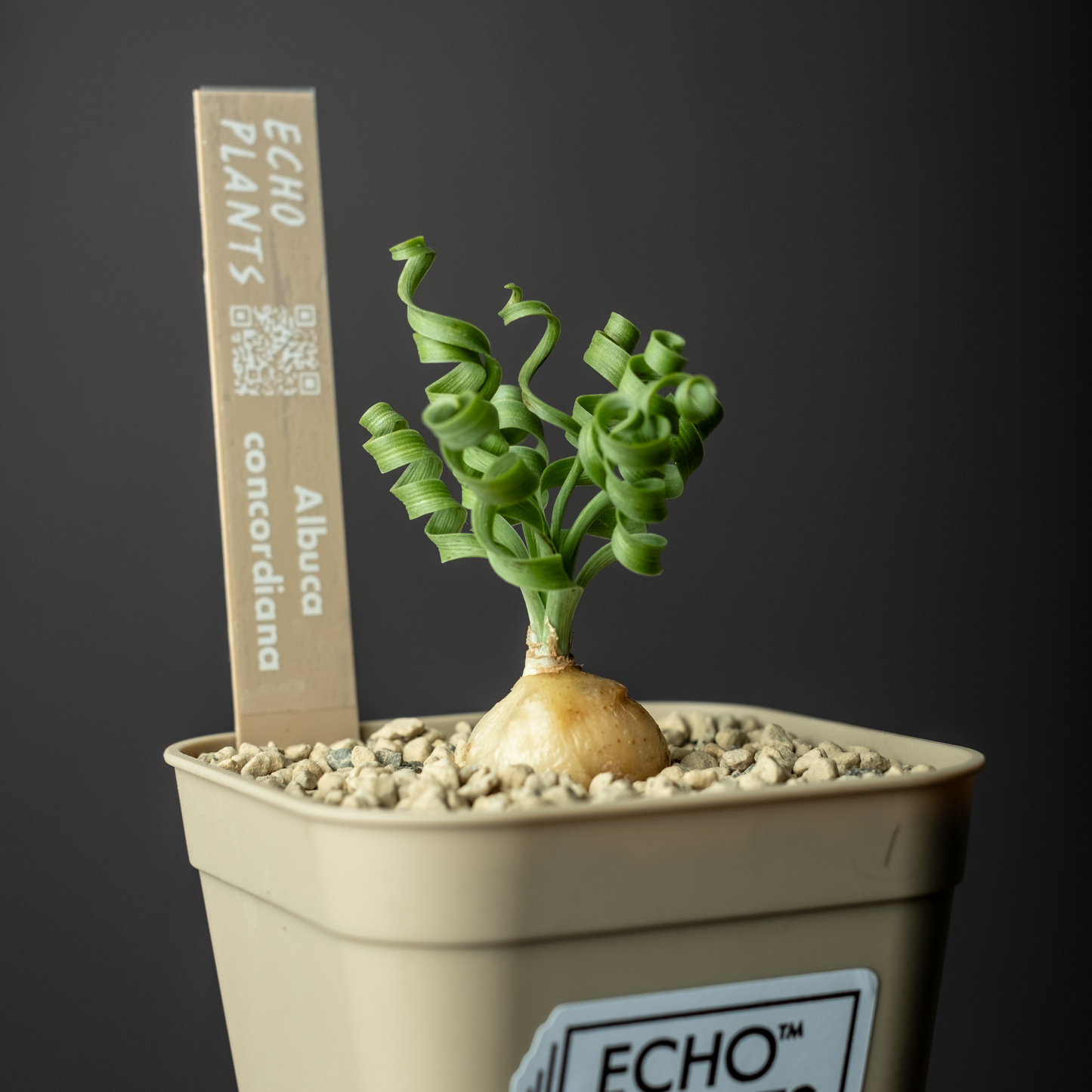 Albuca concordiana #1