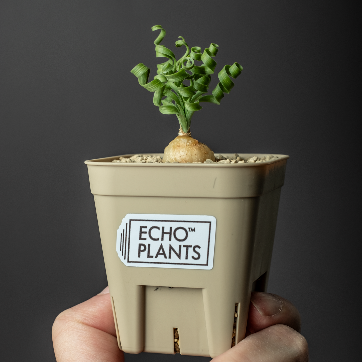 Albuca concordiana #1