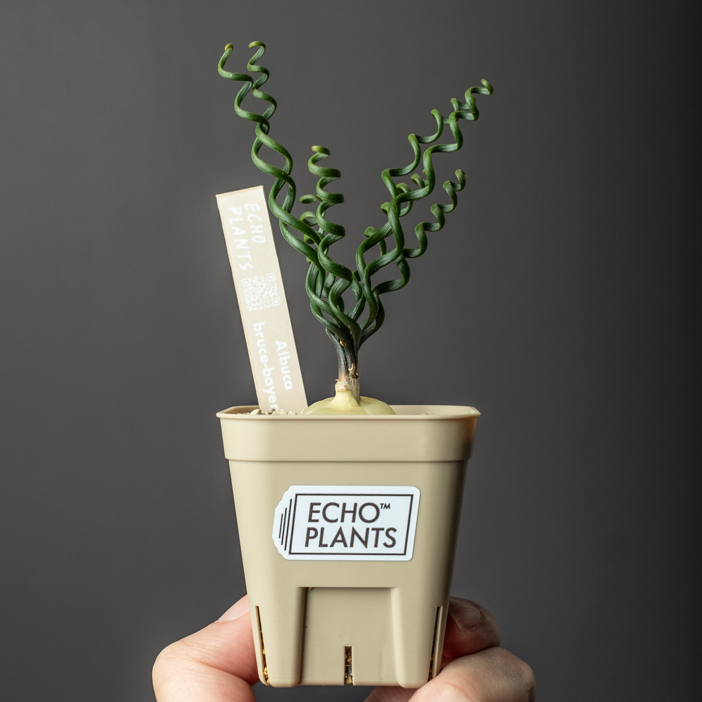 Albuca bruce-bayeri #1