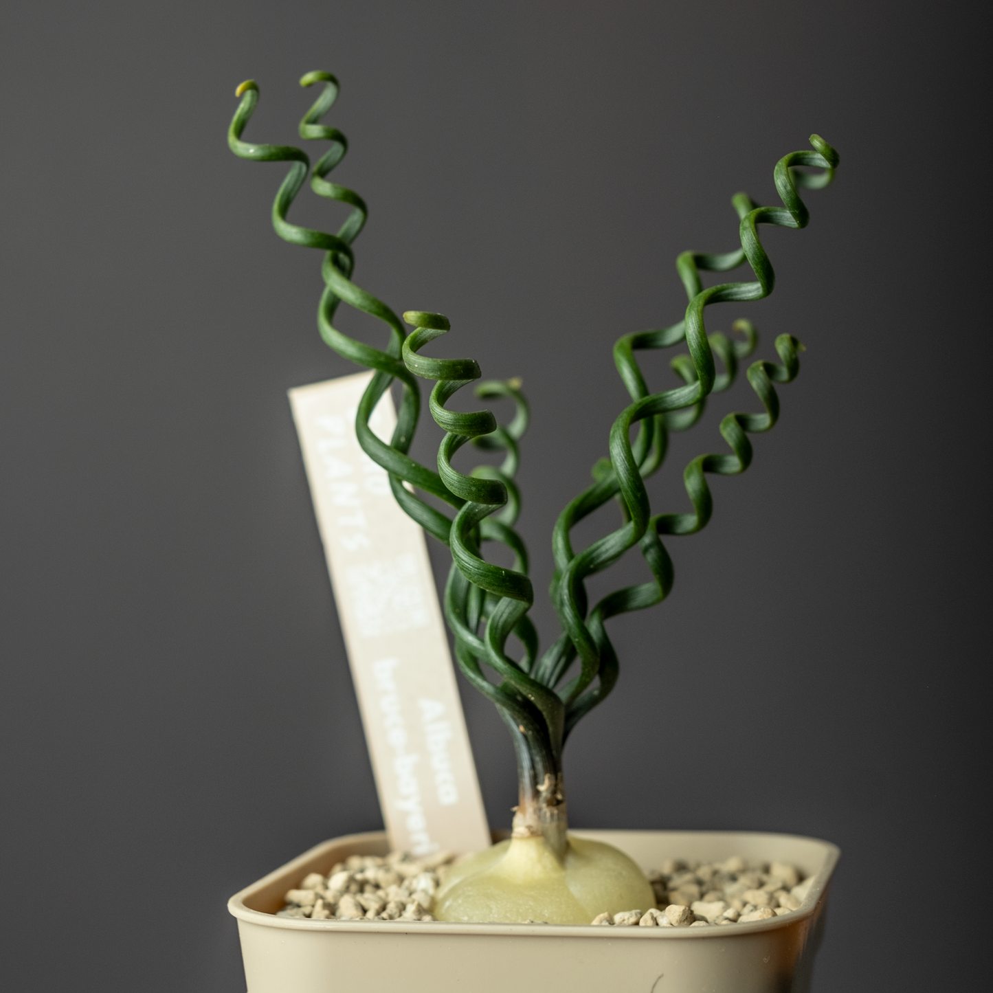 Albuca bruce-bayeri #1