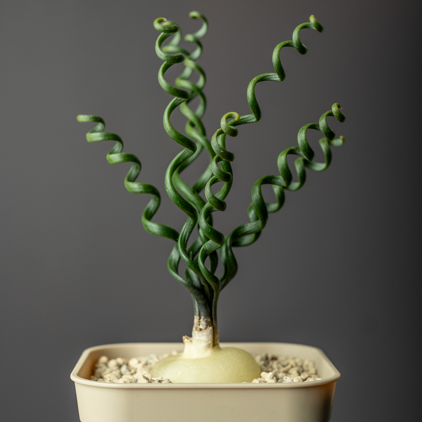 Albuca bruce-bayeri #1