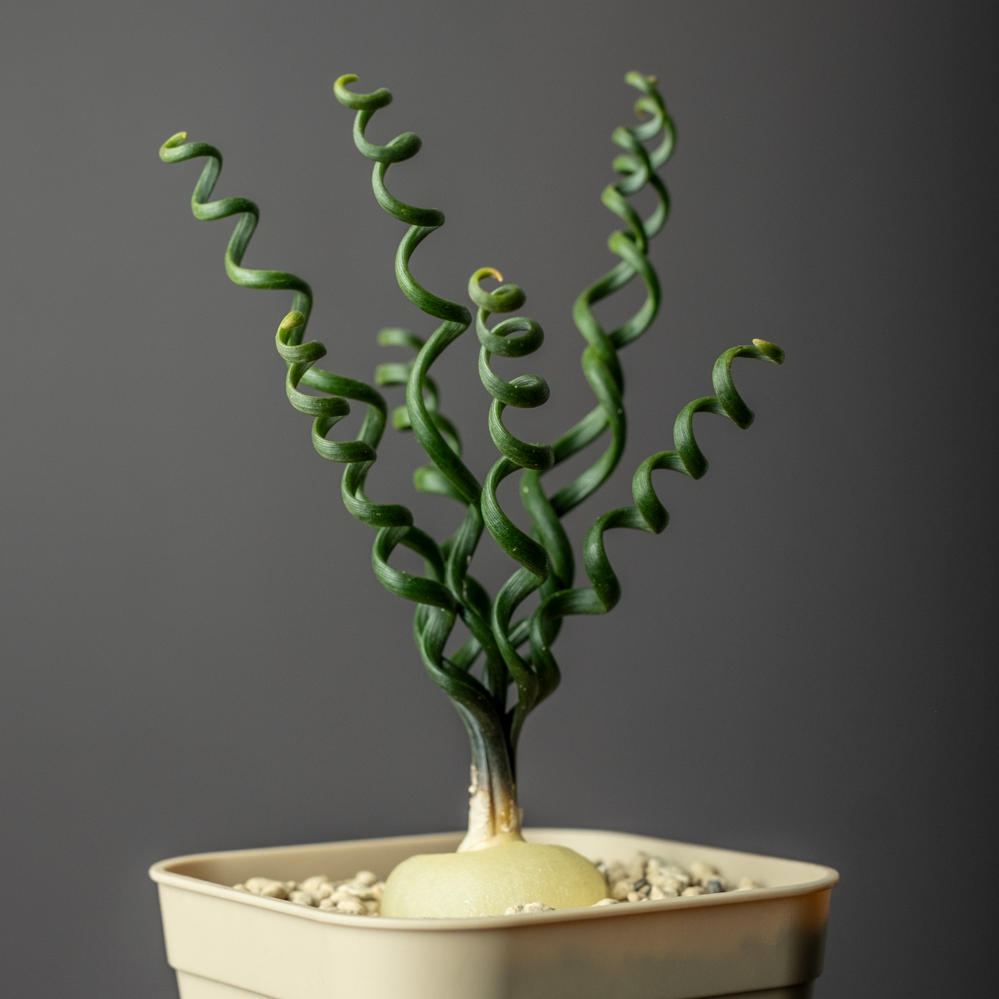 Albuca bruce-bayeri #1