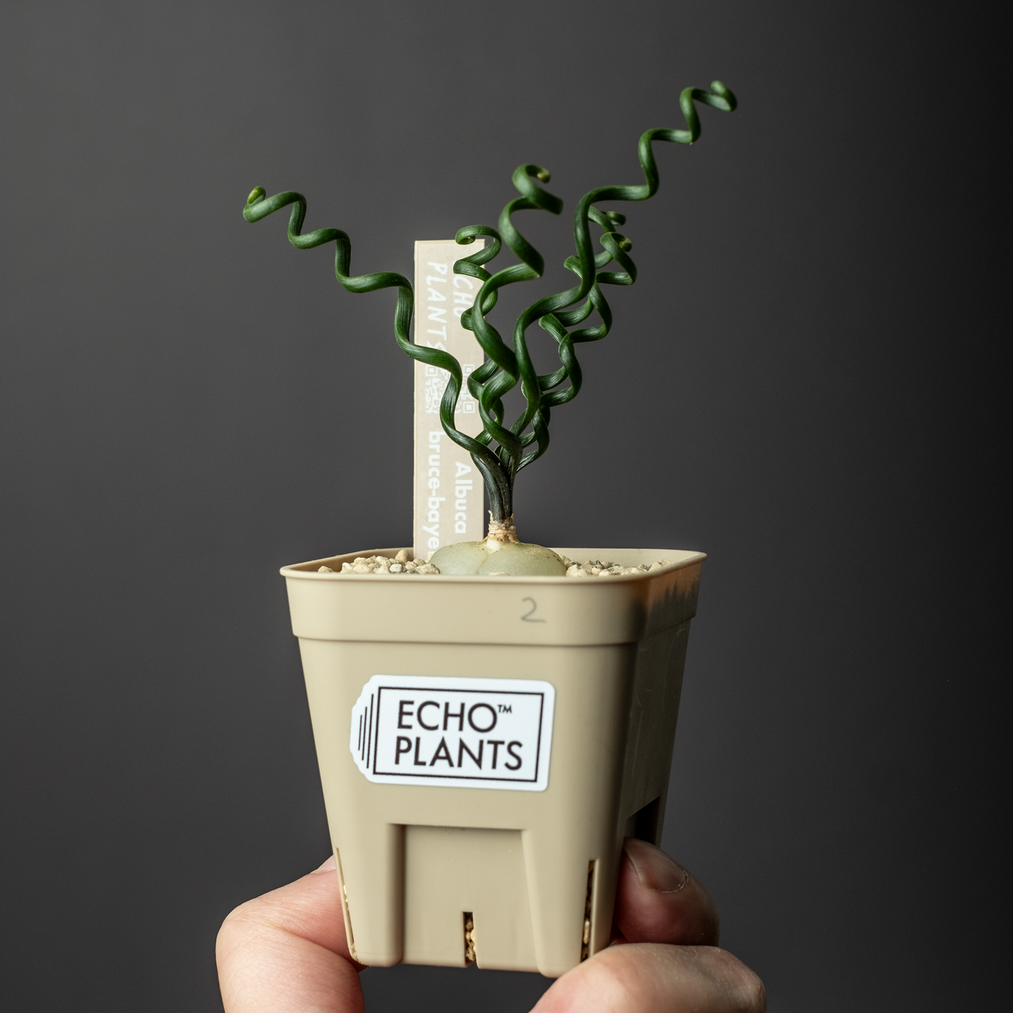 Albuca bruce-bayeri #2