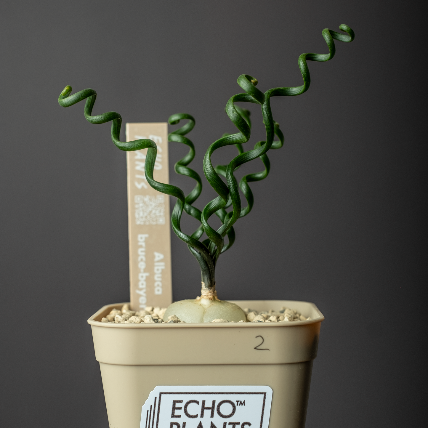 Albuca bruce-bayeri #2