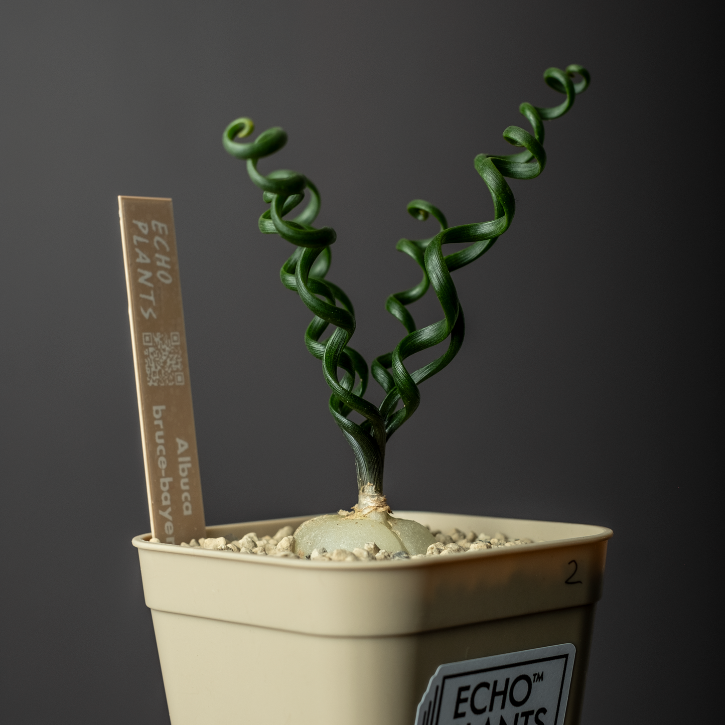 Albuca bruce-bayeri #2