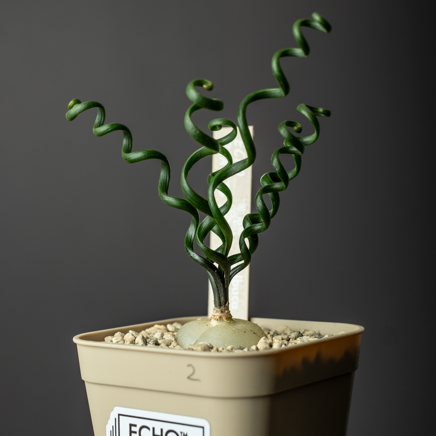 Albuca bruce-bayeri #2