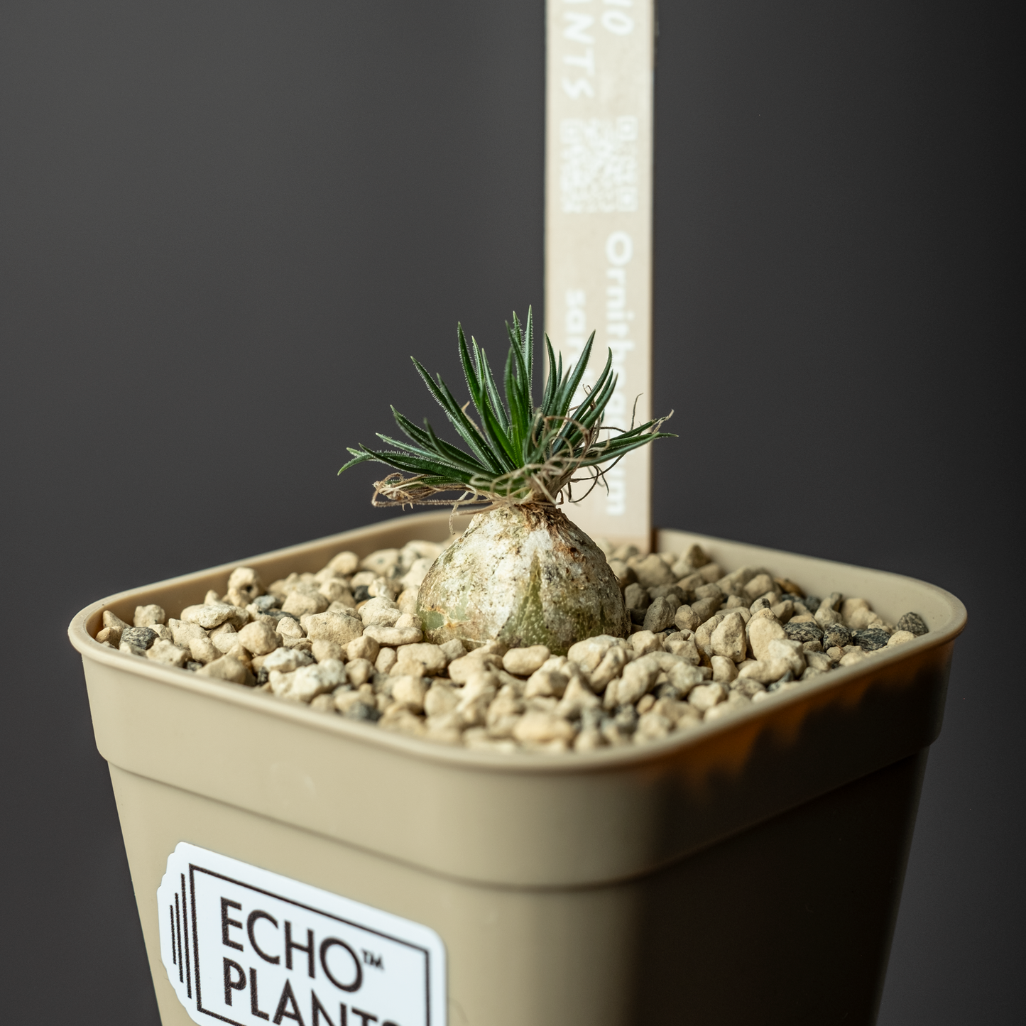 Ornithogalum sardienii #1