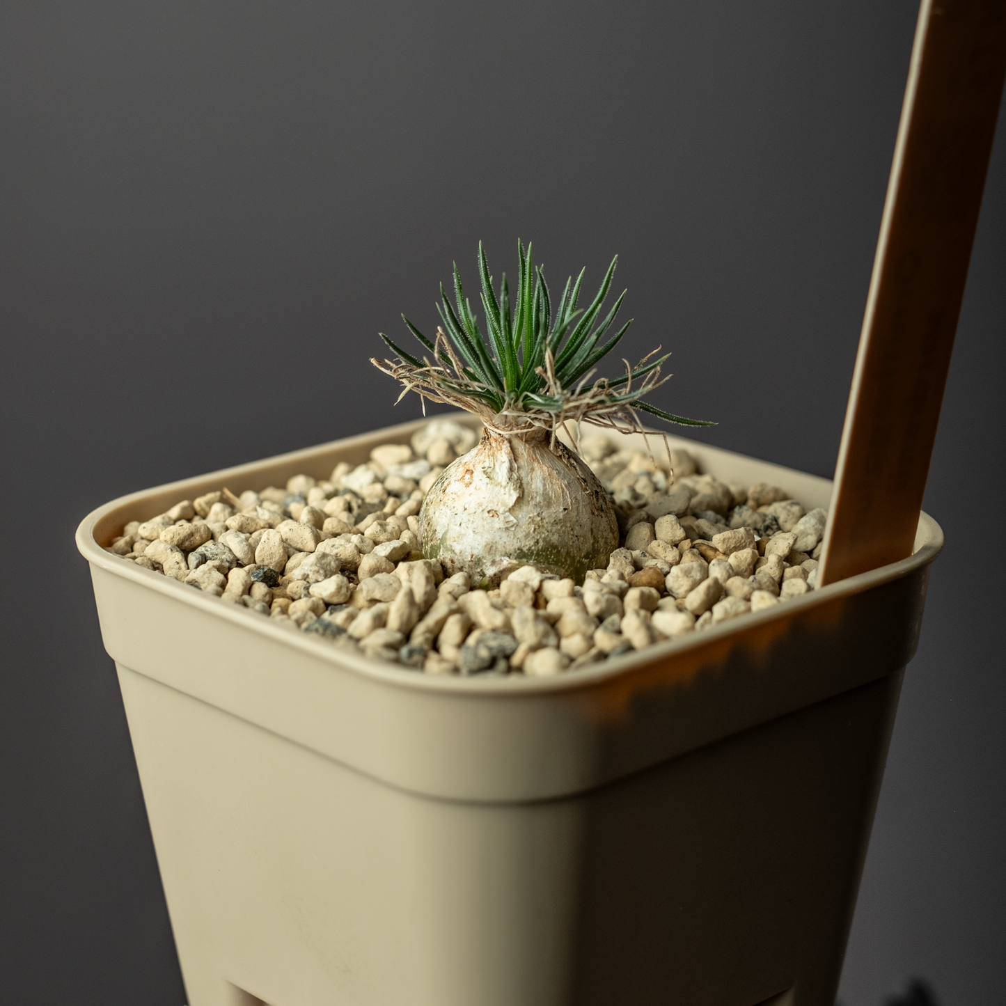 Ornithogalum sardienii #1
