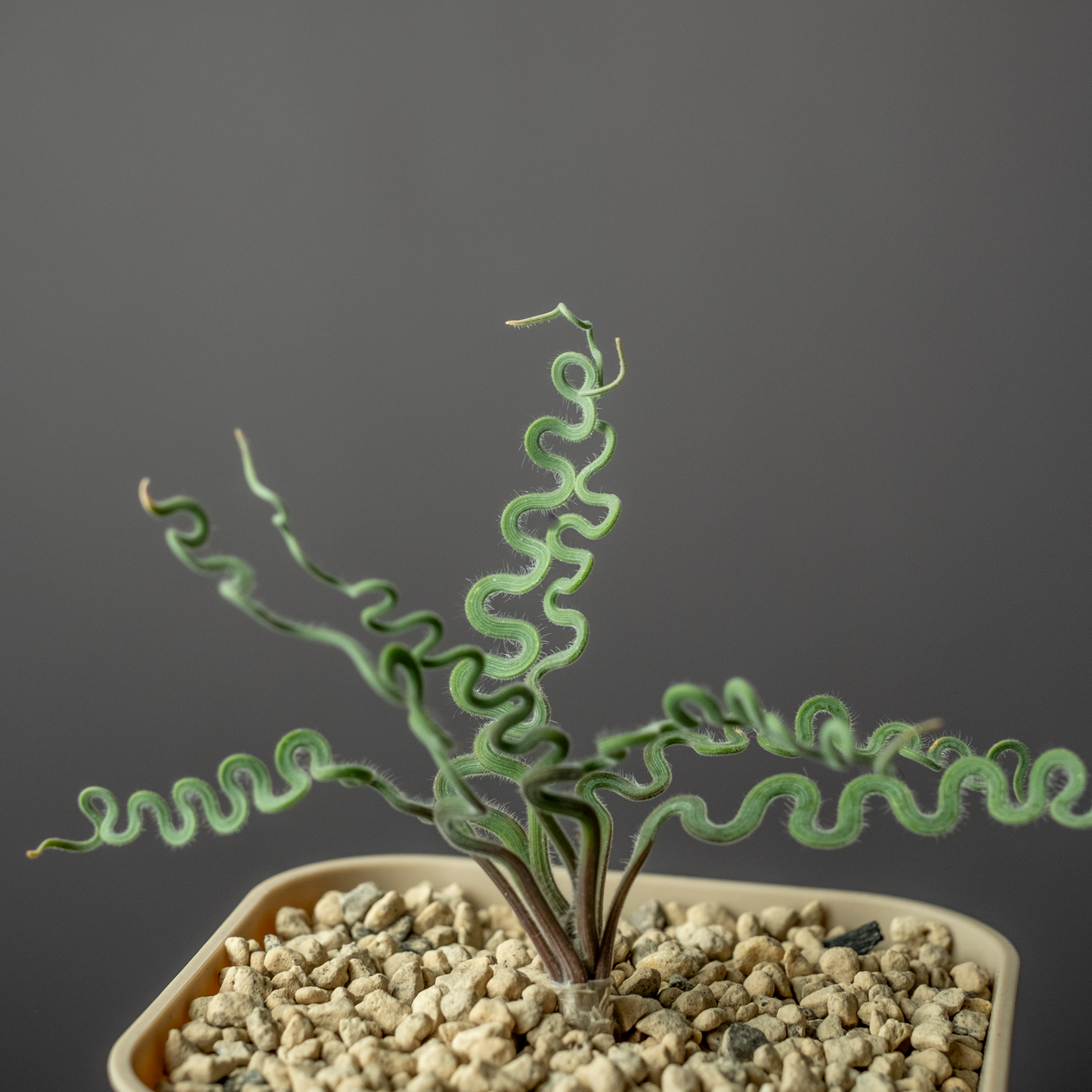 Tranchyandra sp. Kliprand WC #1