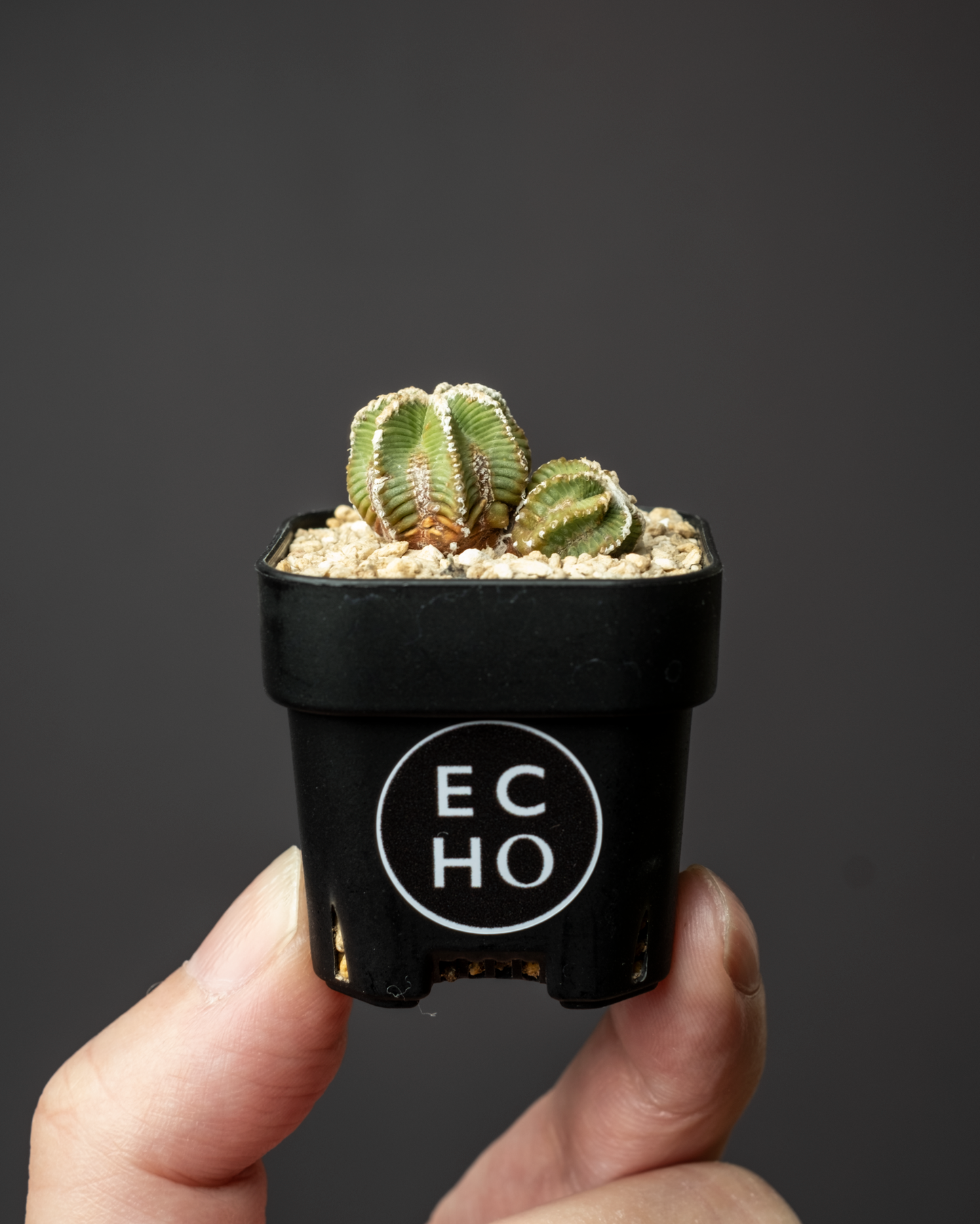 Aztekium hintonii #2