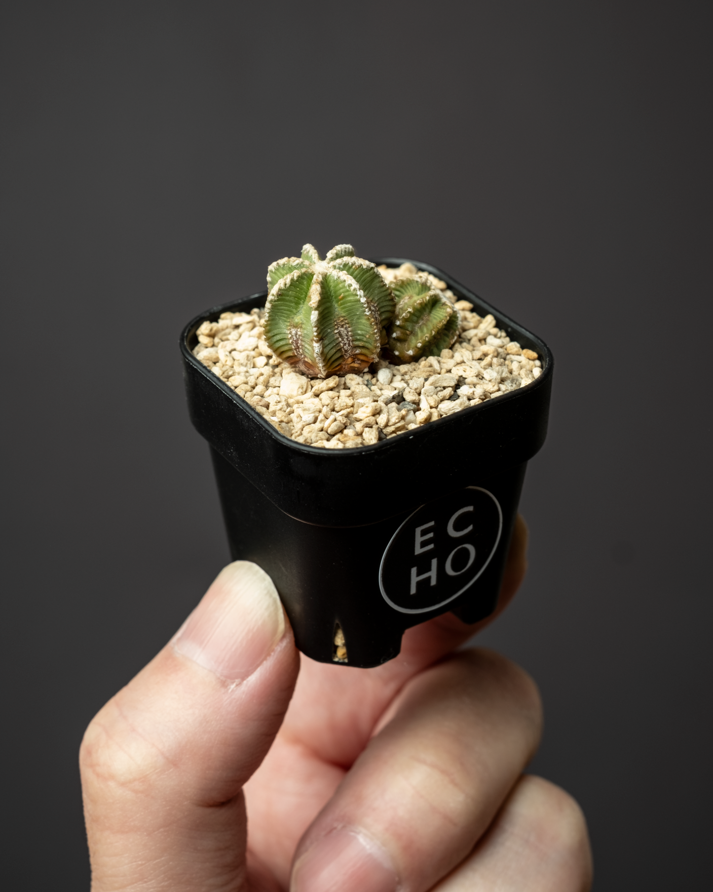 Aztekium hintonii #2