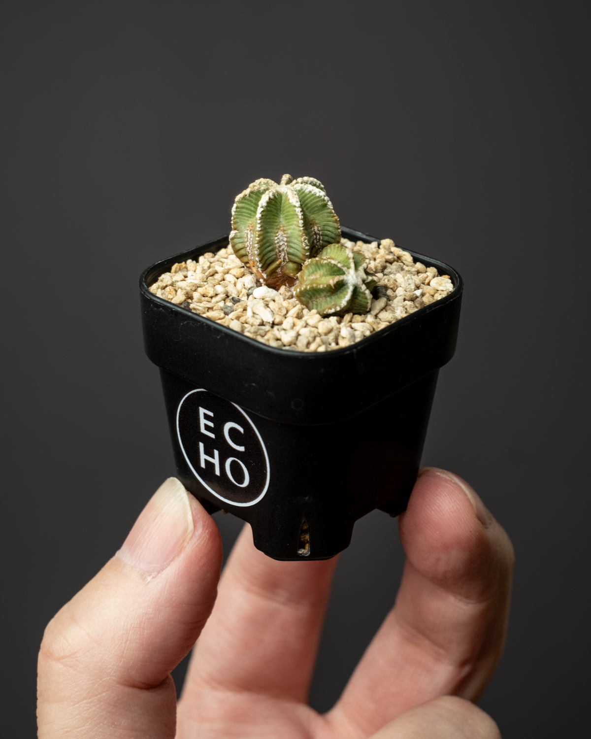 Aztekium Bot Aztekium hintonii #2 – ECHO PLANTS