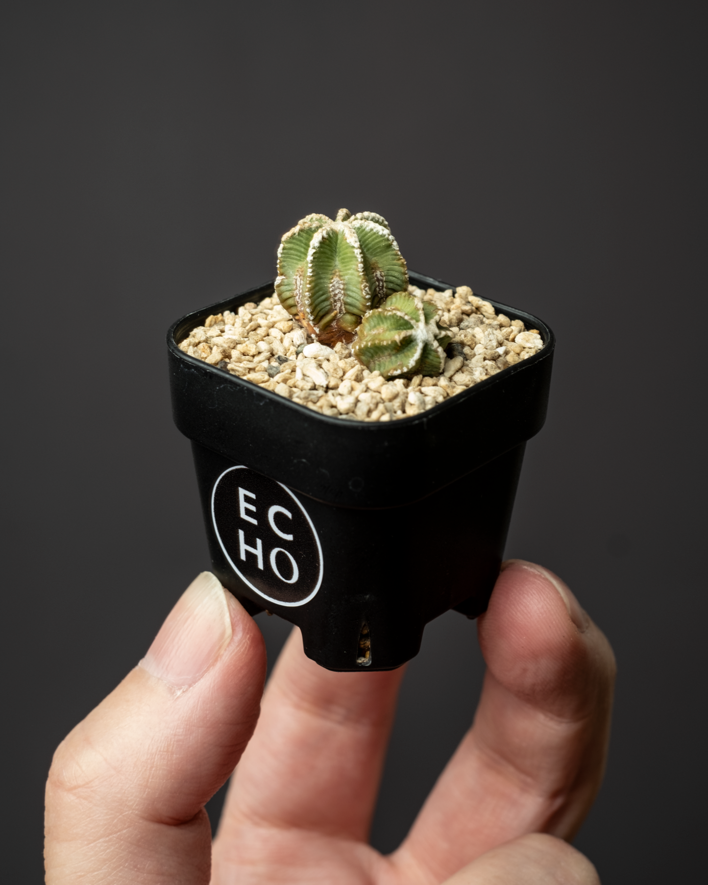 Aztekium hintonii #2