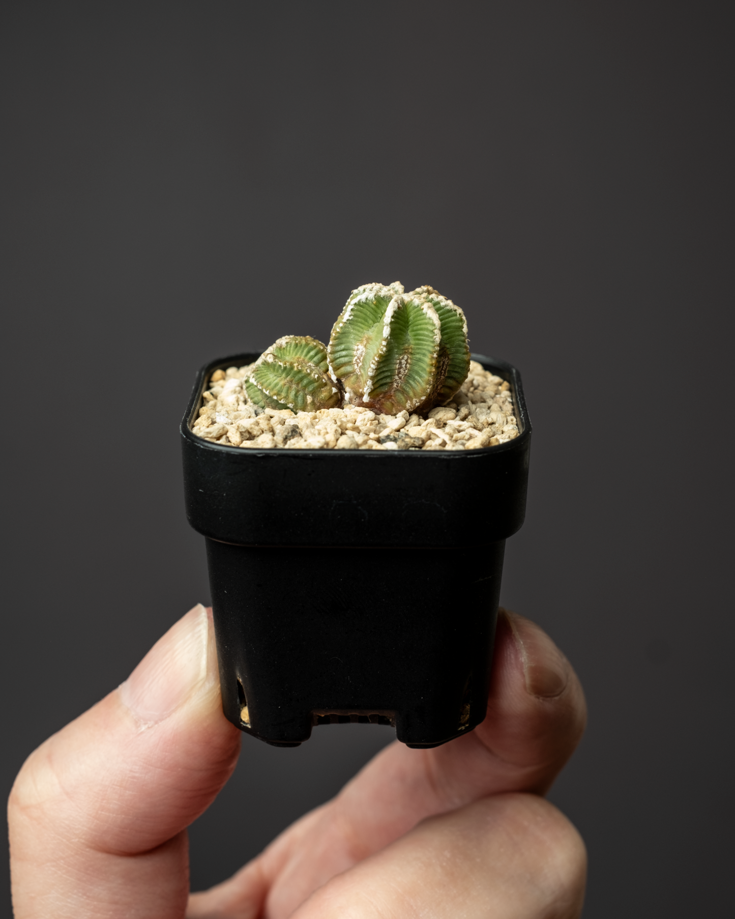 Aztekium hintonii #2