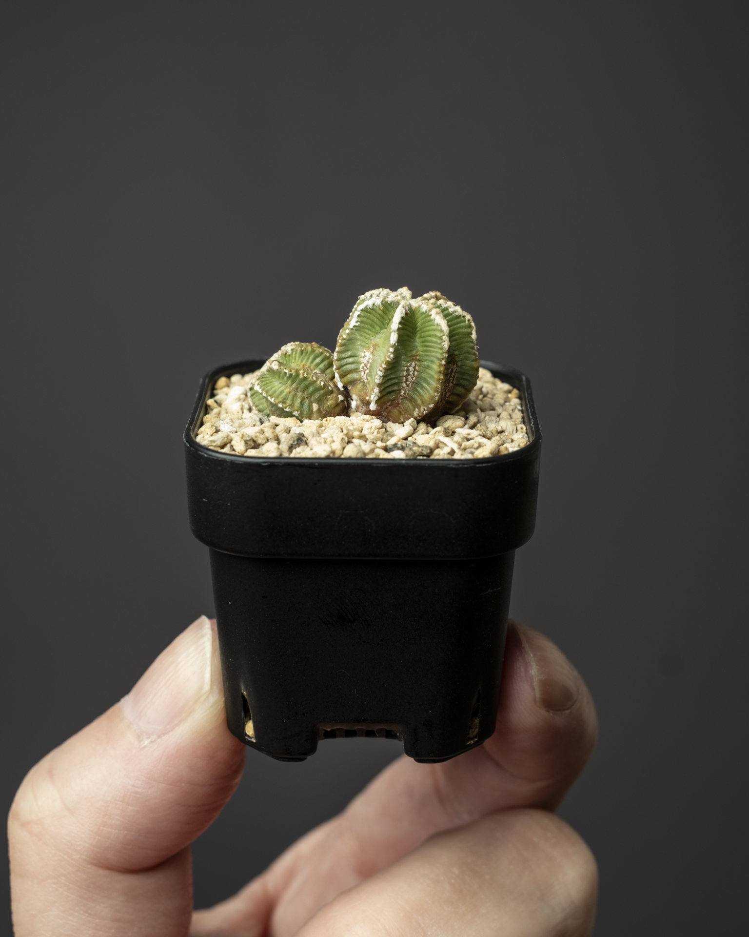 Aztekium Bot Aztekium hintonii #2 – ECHO PLANTS