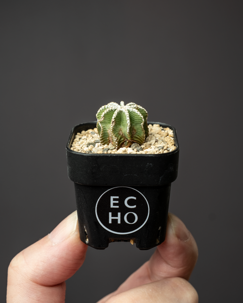 Aztekium hintonii #1 – ECHO PLANTS