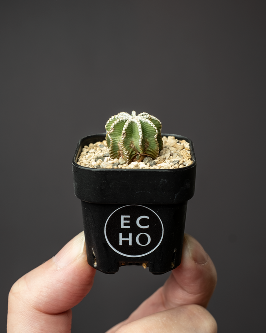 Aztekium hintonii #1