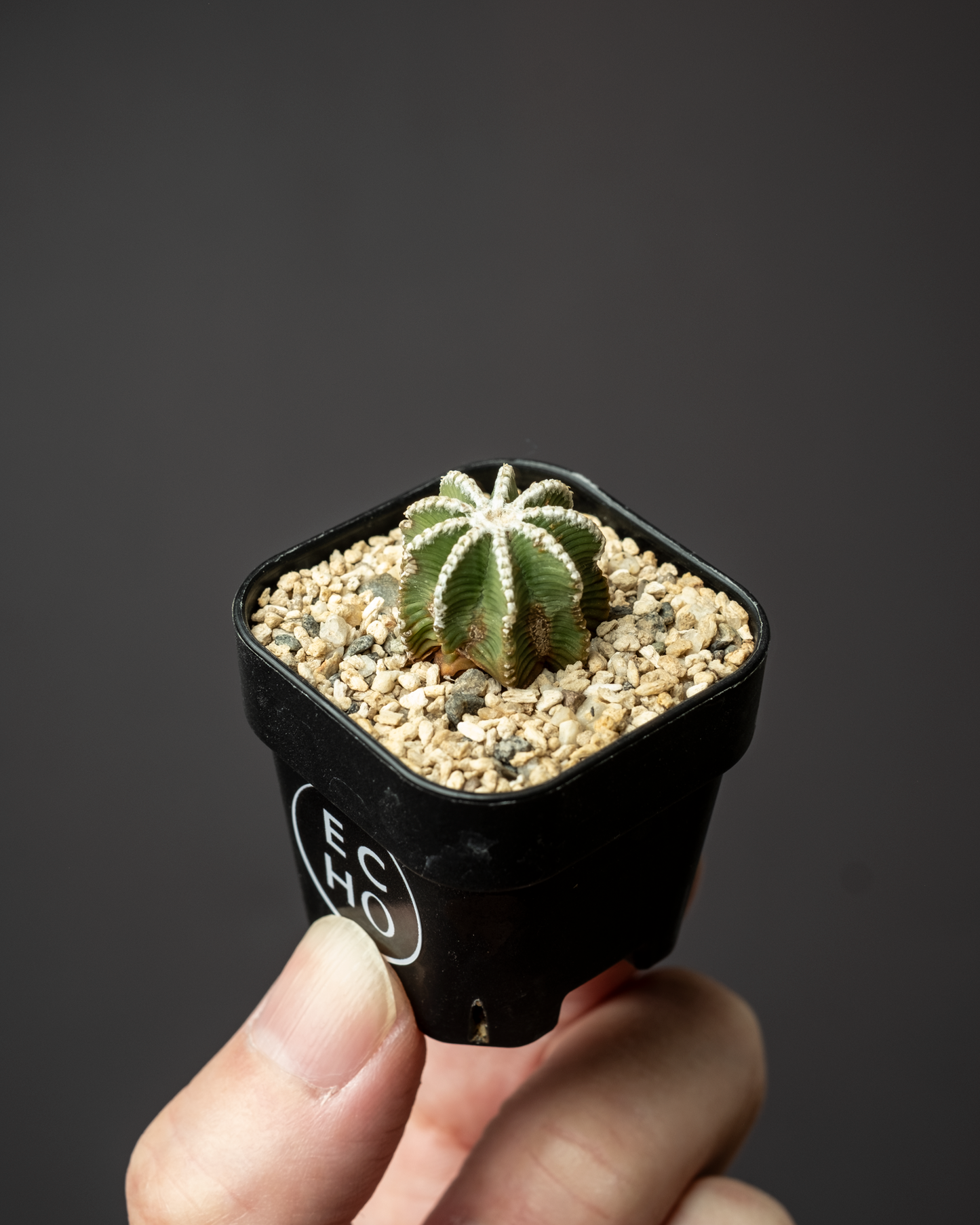 Aztekium hintonii #1