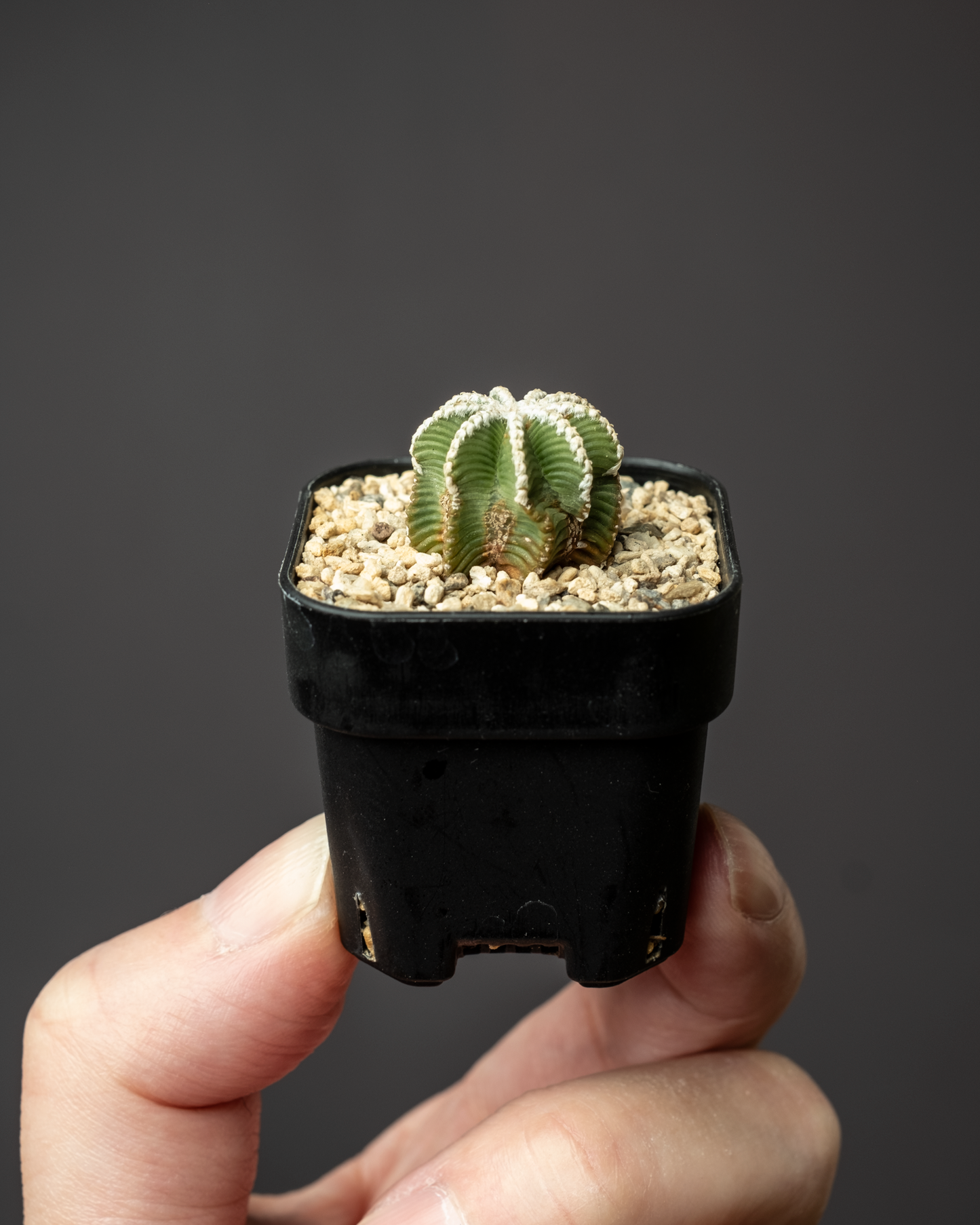 Aztekium hintonii #1